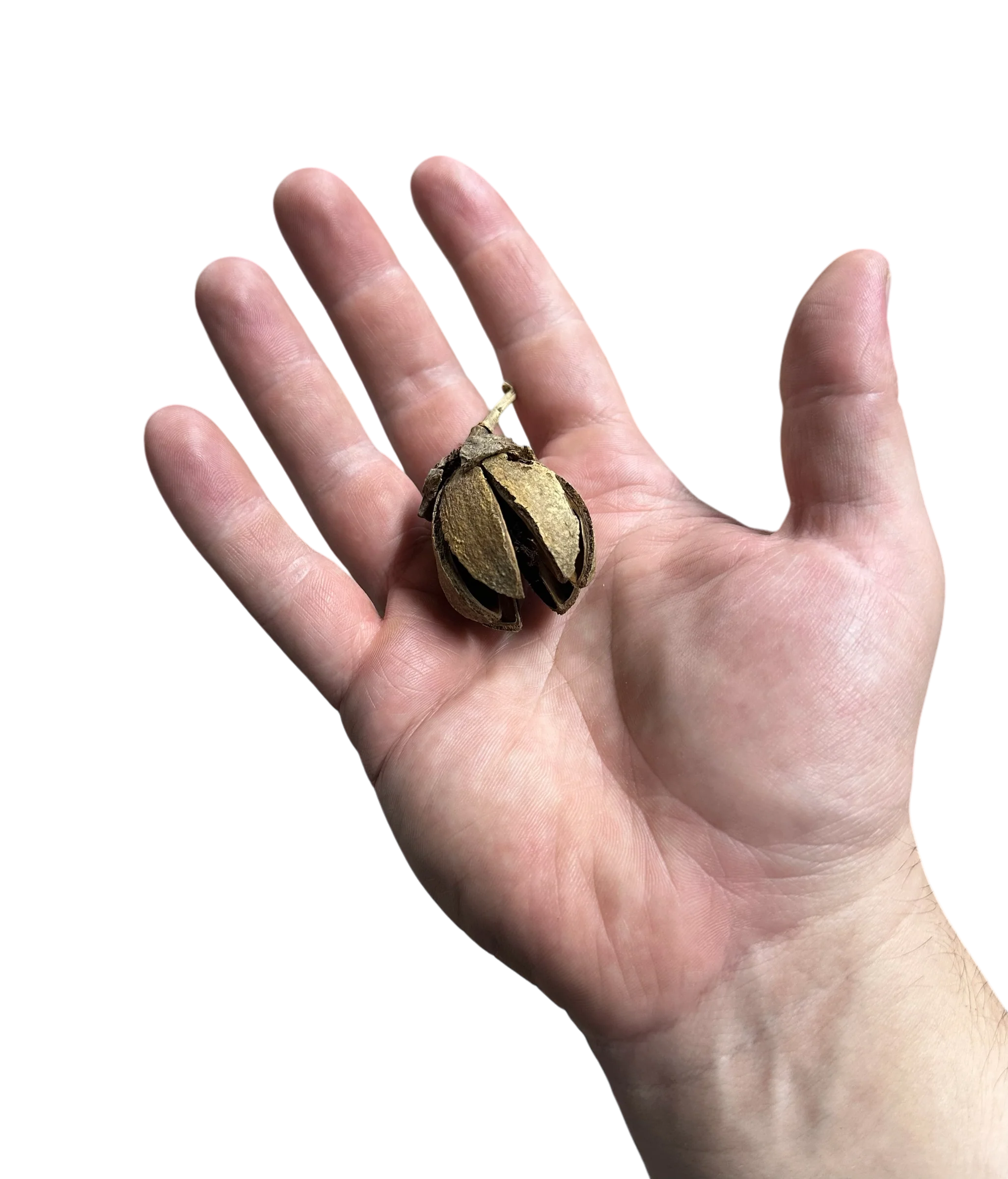 Ala Pods - Image 2