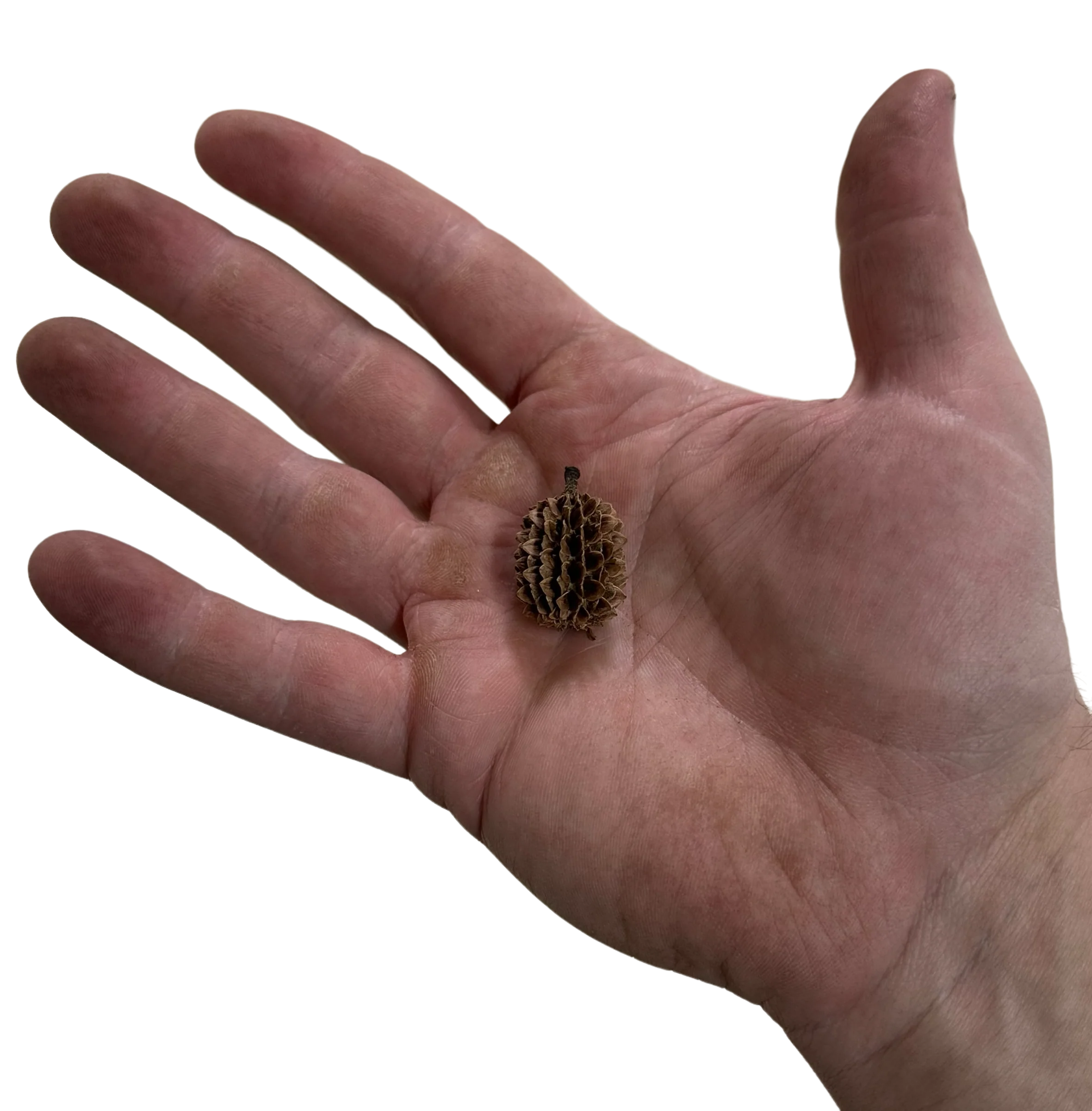 Casorina Pod - Image 2
