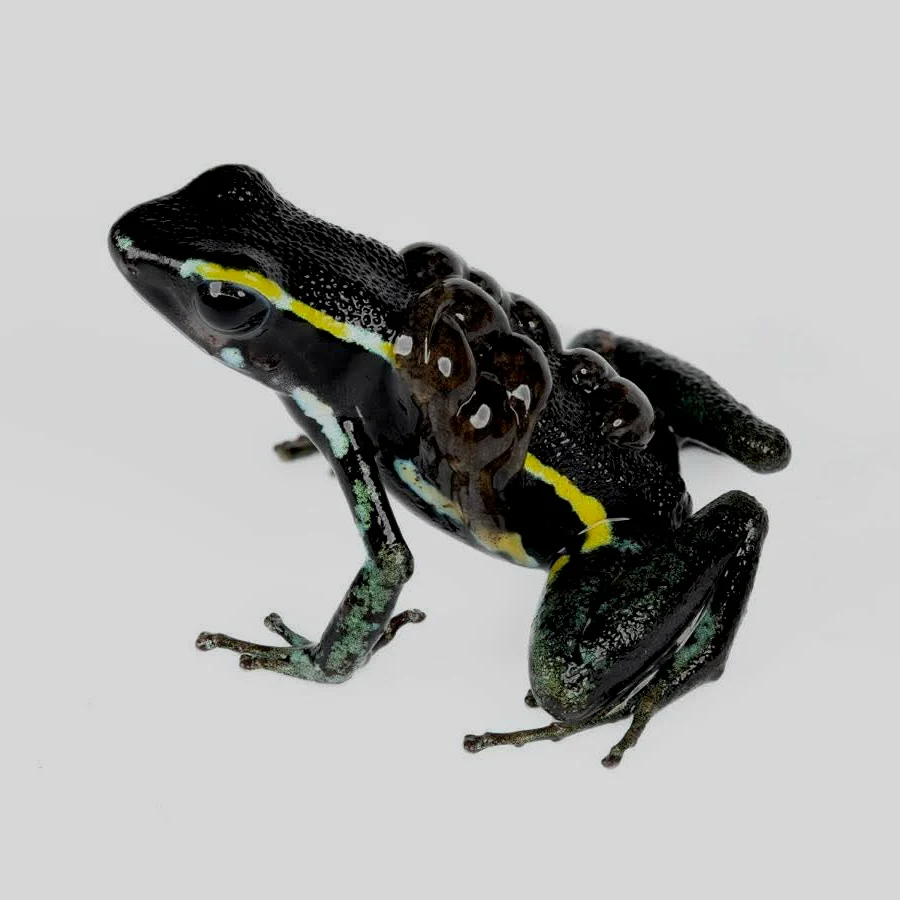 Ameerega trivittata “Green” - Image 4