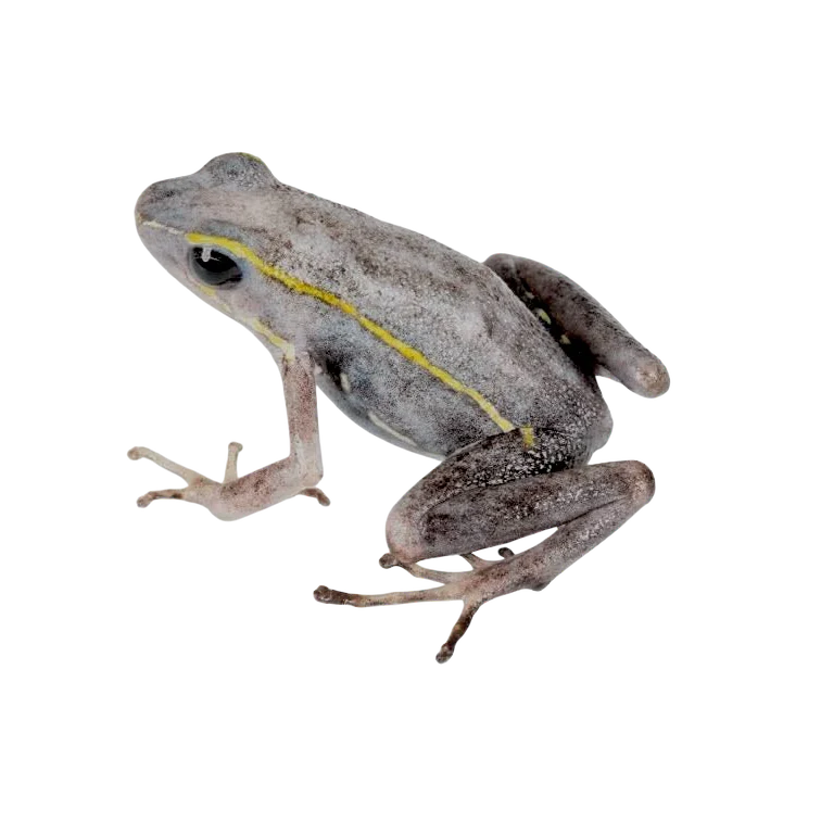 Ameerega trivittata “Green” - Image 6