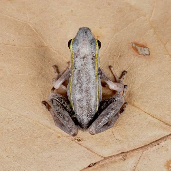 Ameerega trivittata “Green” - Image 7