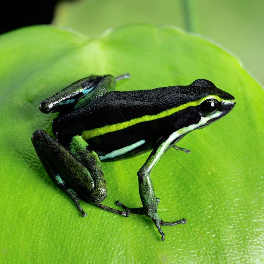 Ameerega trivittata “Green” Tadpole - Image 3