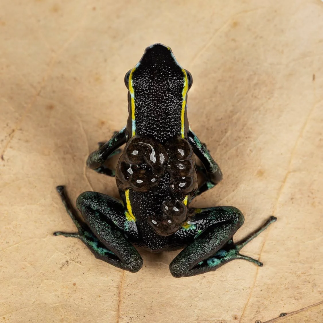 Ameerega trivittata “Green” Tadpole - Image 6