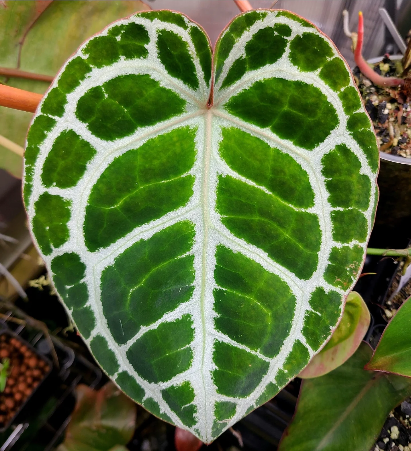 Anthurium crystallinum - Image 3