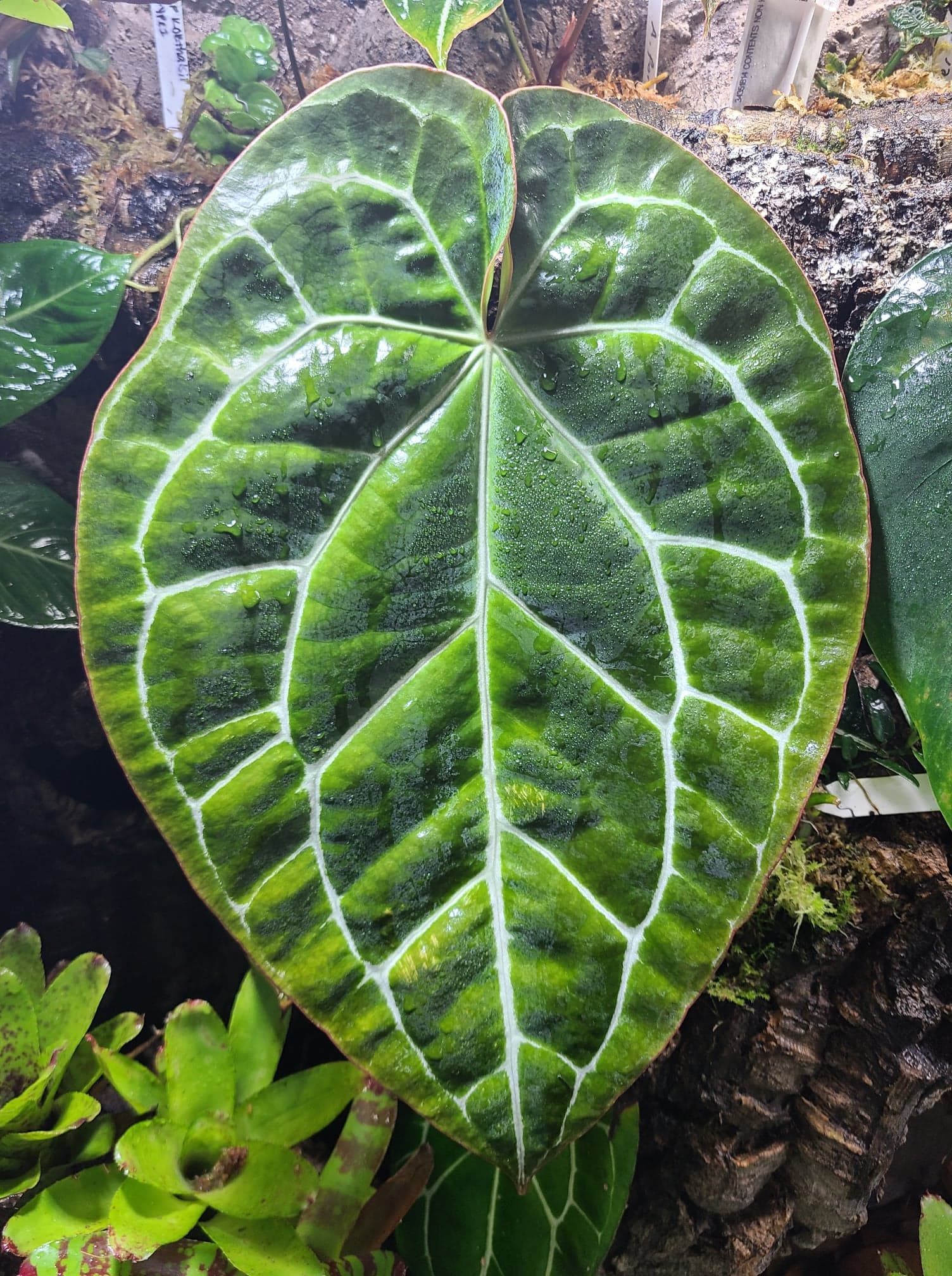 Anthurium crystallinum - Image 5