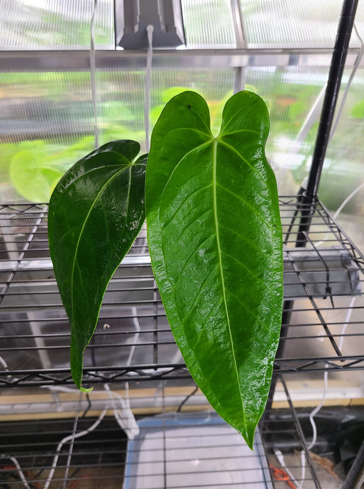 Anthurium warocqueanum x waterburyanum - Image 2