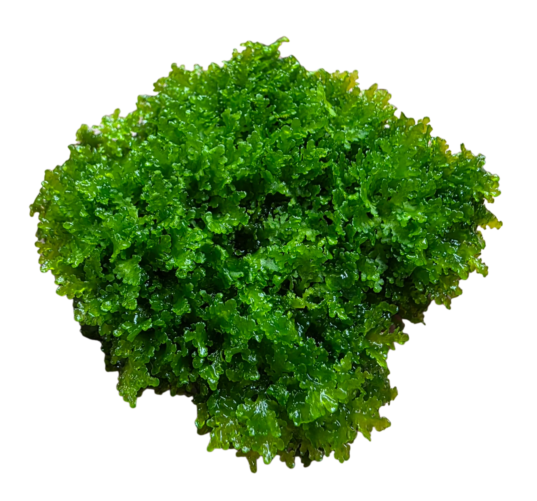 Aquacultured Liverwort - Riccardia chamedryfolia on Stainless Steel Plate - Image 2