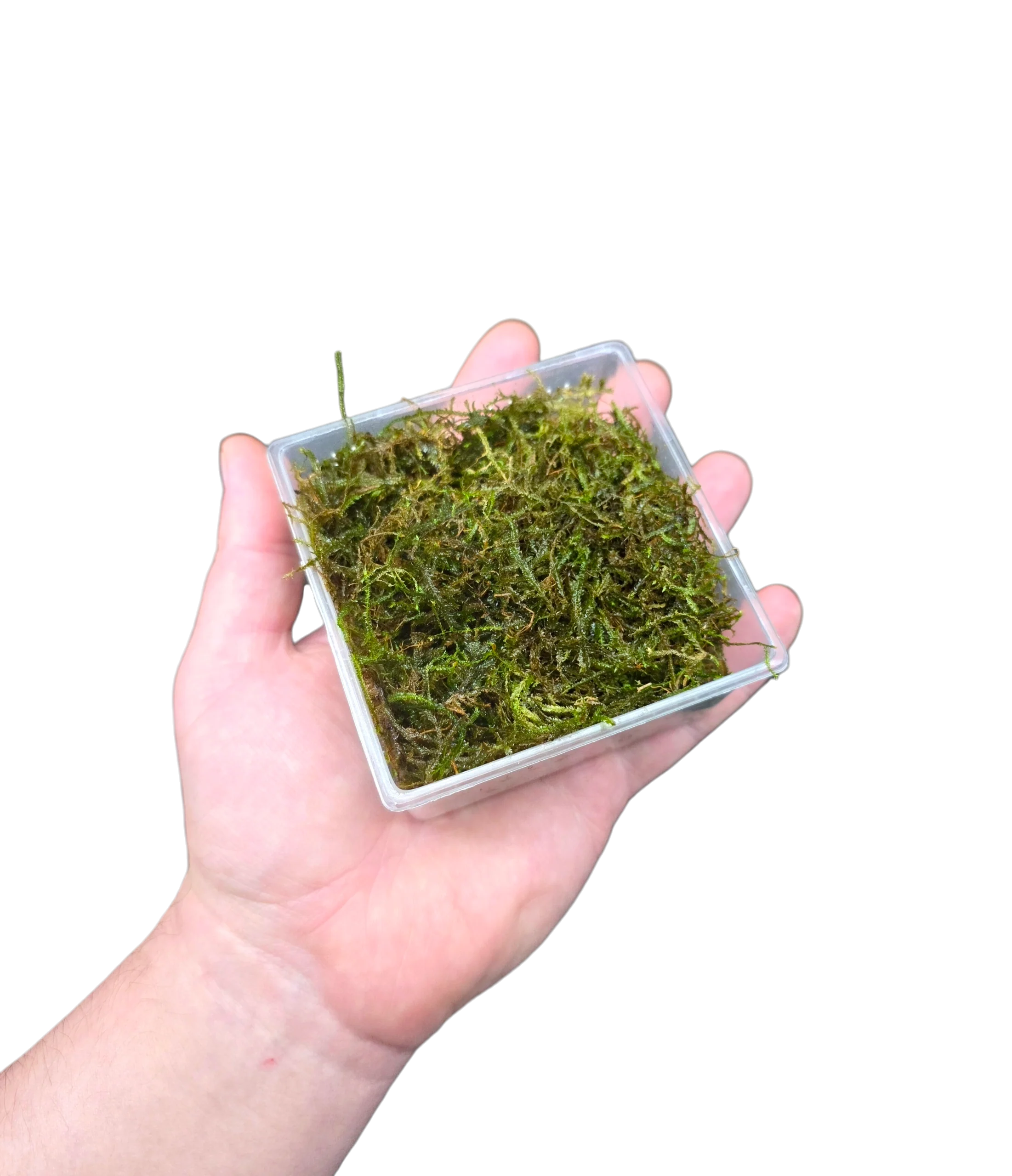 Aquacultured Moss - Vesicularia dubyana - Java Moss - Image 2