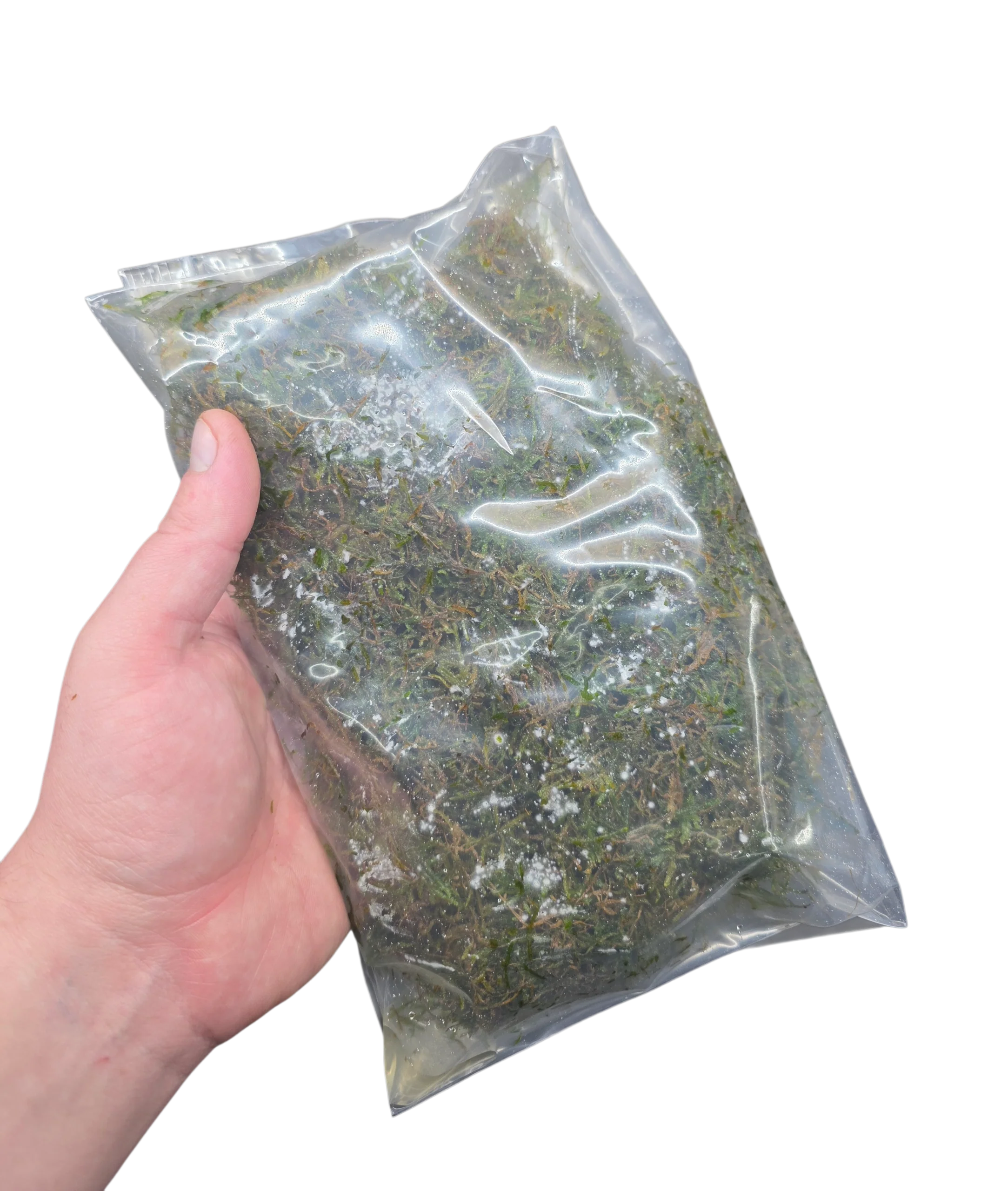 Aquacultured Moss - Vesicularia dubyana - Java Moss - Image 3
