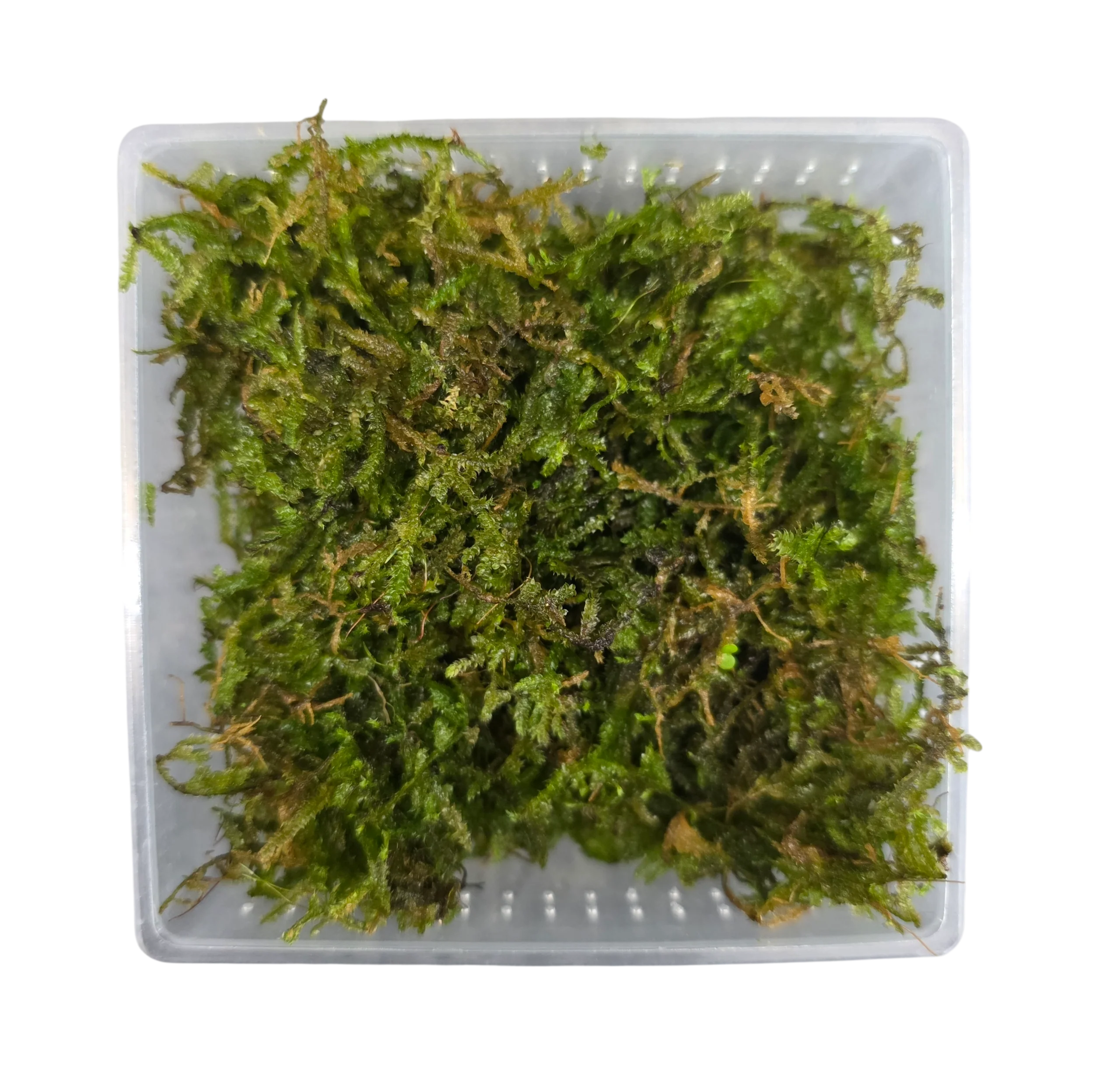Aquacultured Moss - Vesicularia montagnei - Christmas Moss