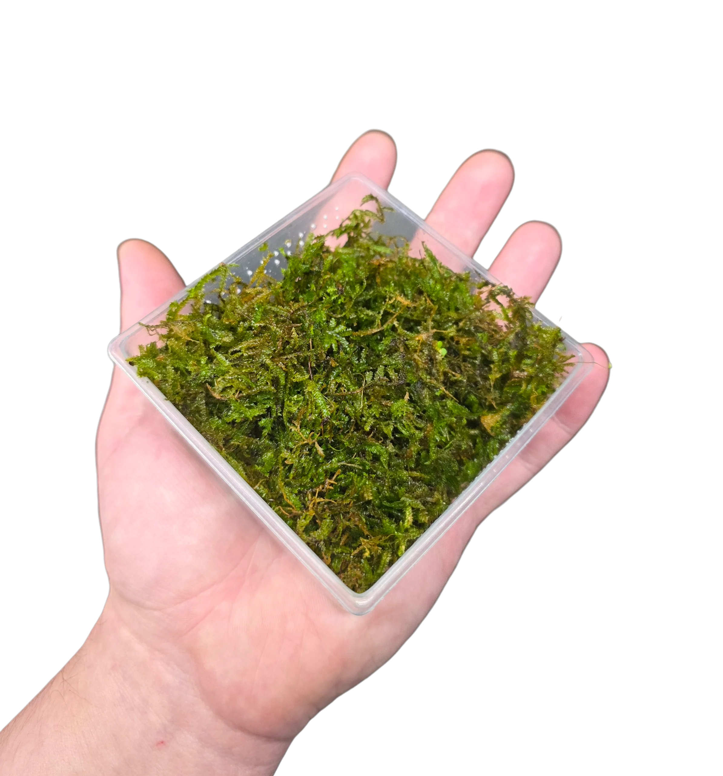 Aquacultured Moss - Vesicularia montagnei - Christmas Moss - Image 2