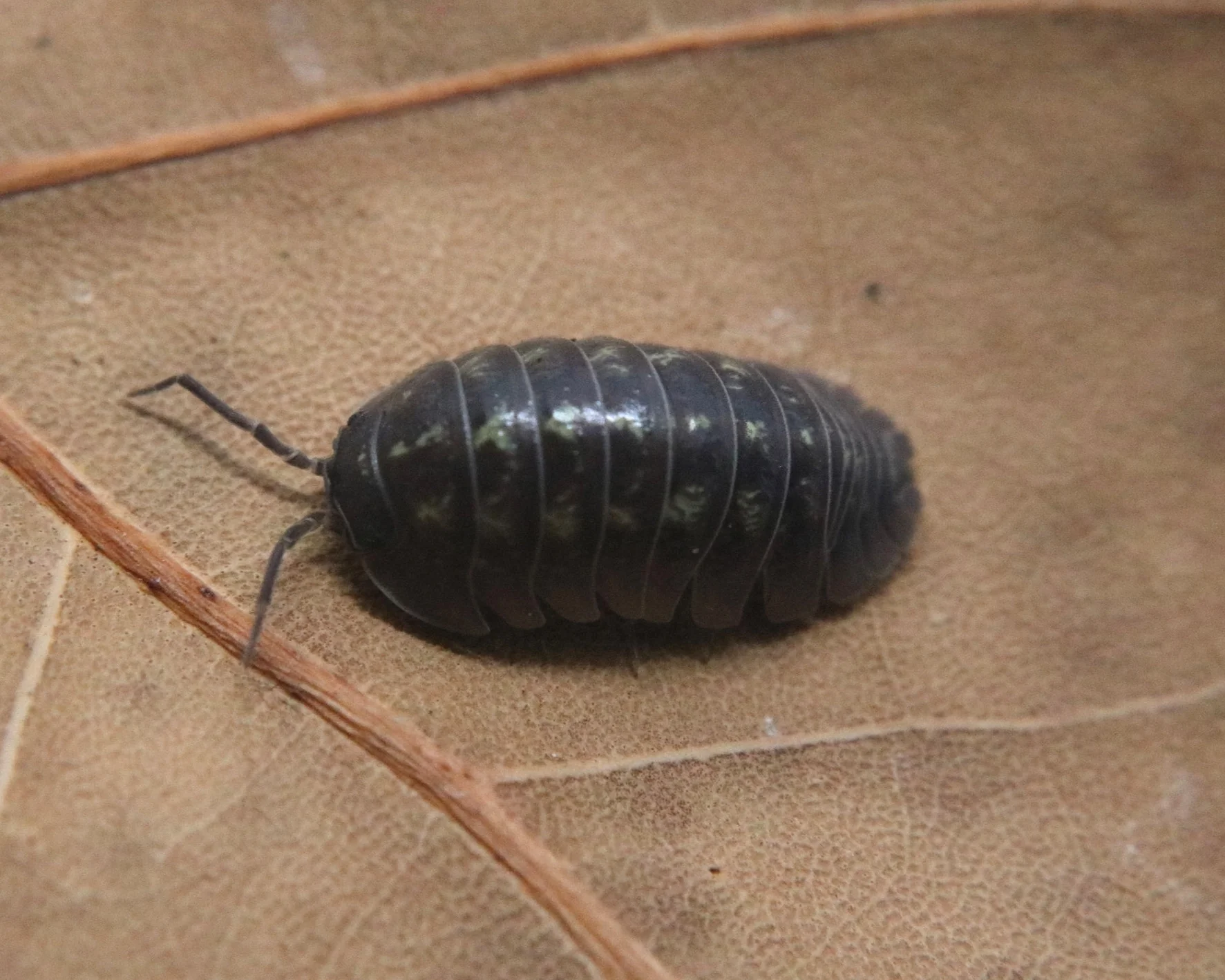 Armadillidium depressum - Image 3