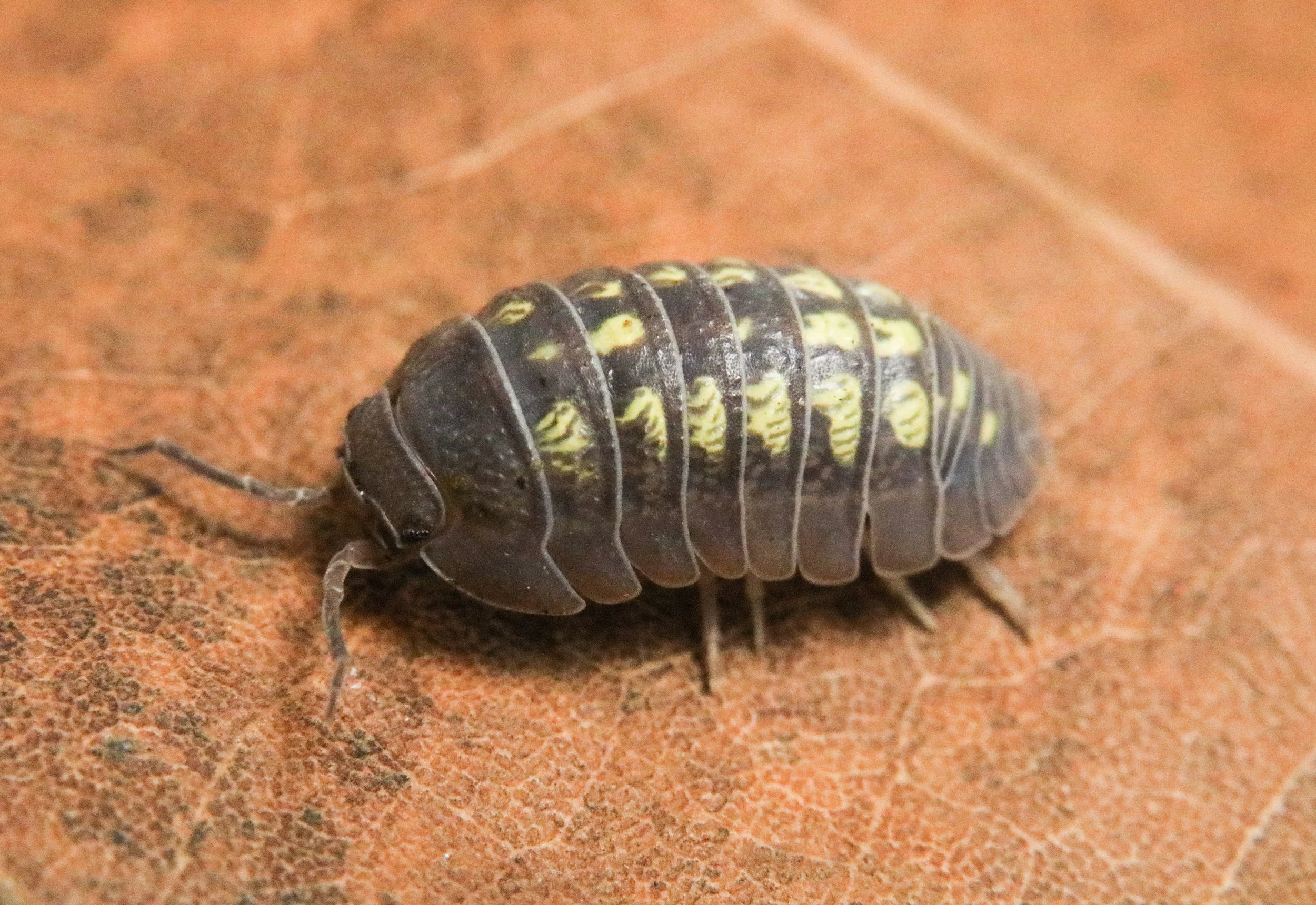 Armadillidium granulatum - Image 3