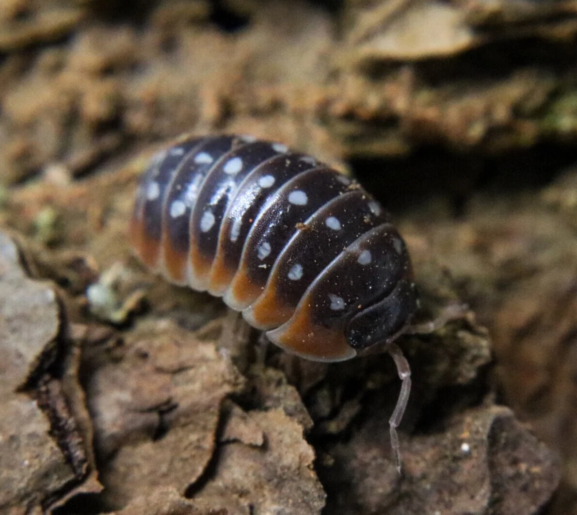 Armadillidium klugii "Dubrovnik" - Image 3