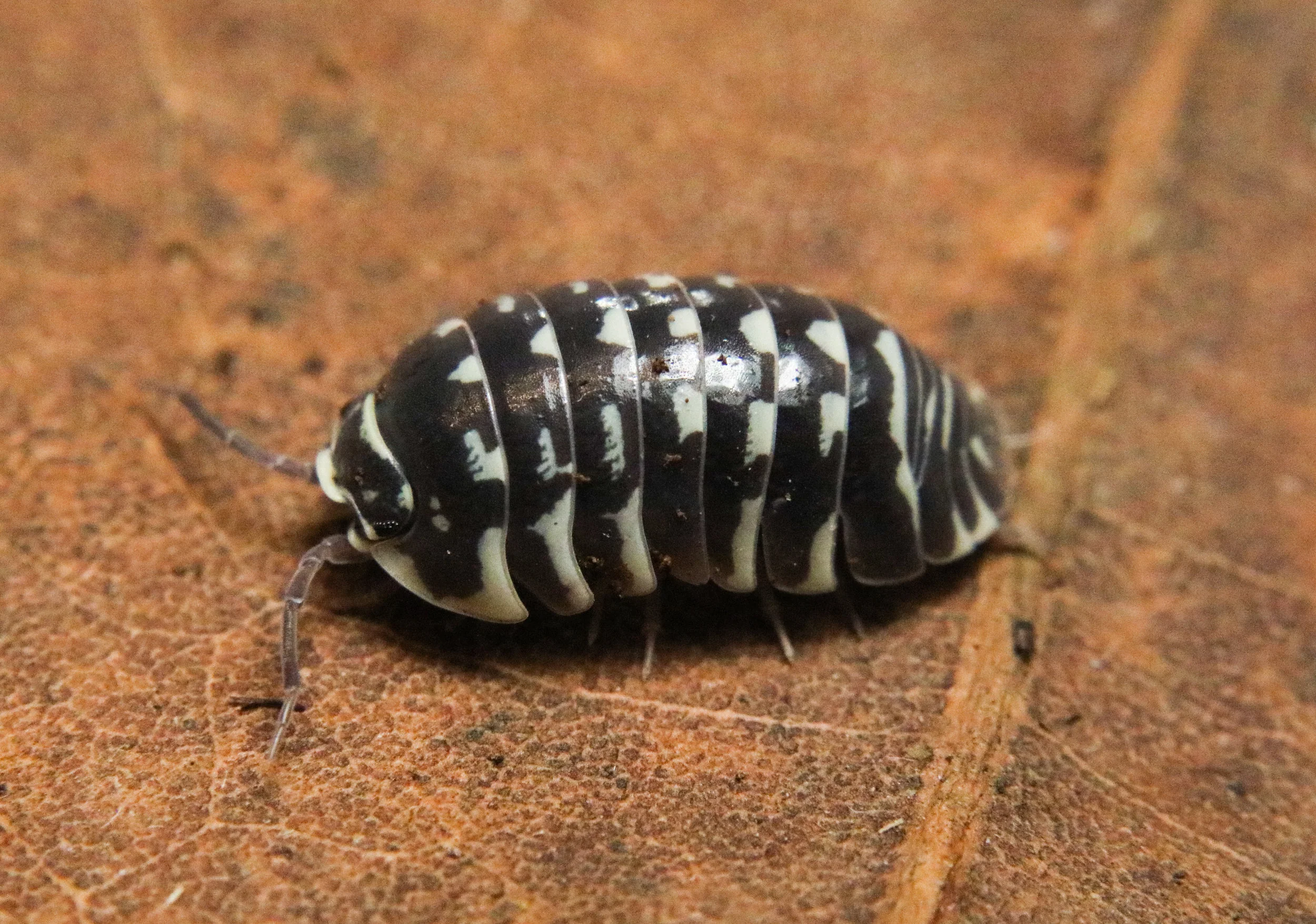 Armadillidium maculatum "Zebra" - Image 3