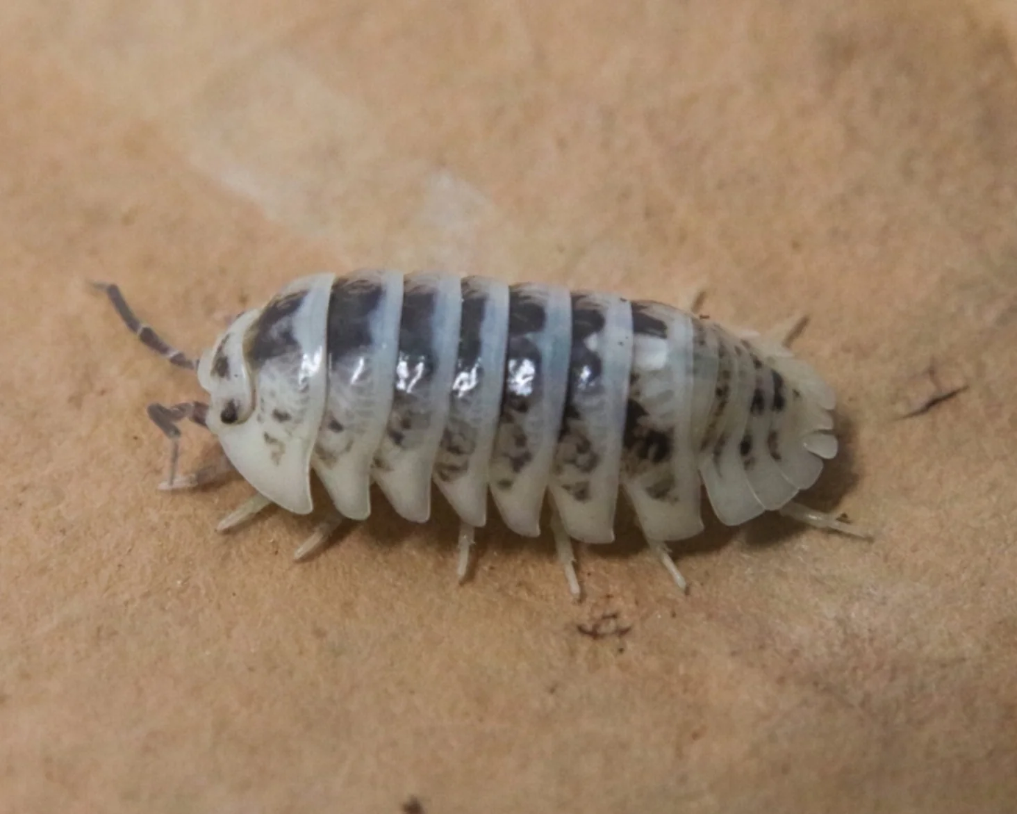 Armadillidium maculatum "Zebra - Dalmatian" - Image 3