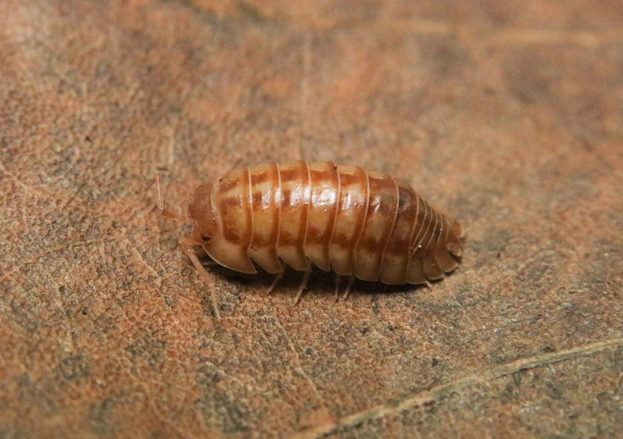 Armadillidium nasatum “Peach” - Image 3