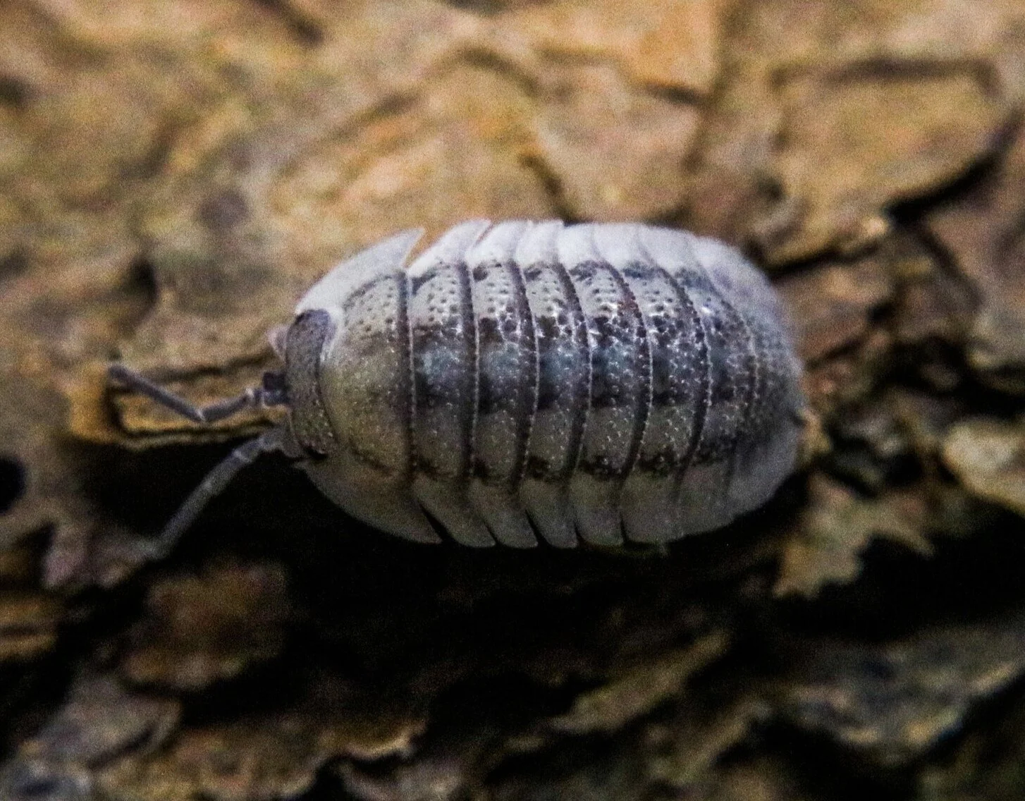 Armadillidium peraccae - Image 3