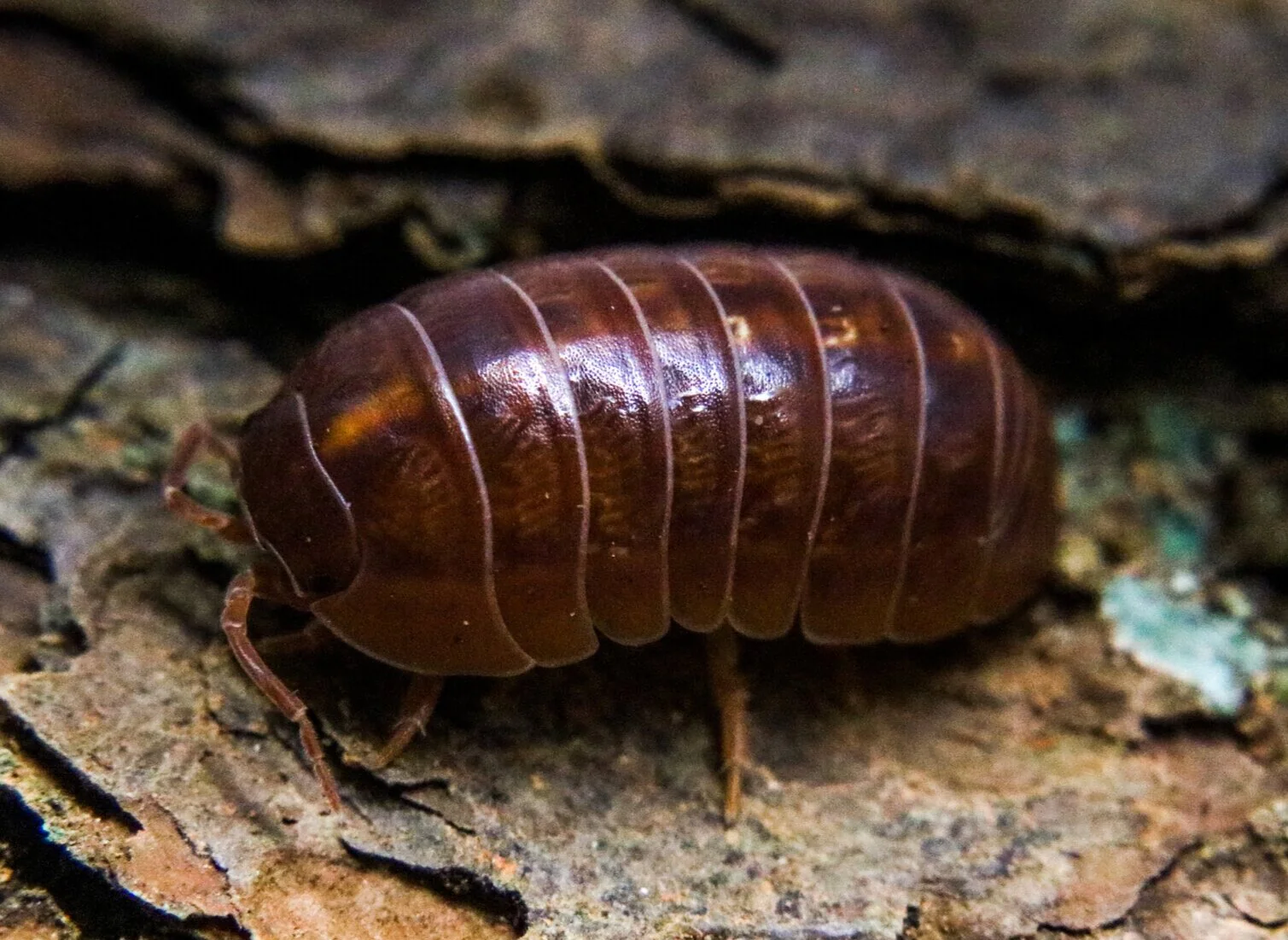 Armadillidium vulgare “Orange Vigor”