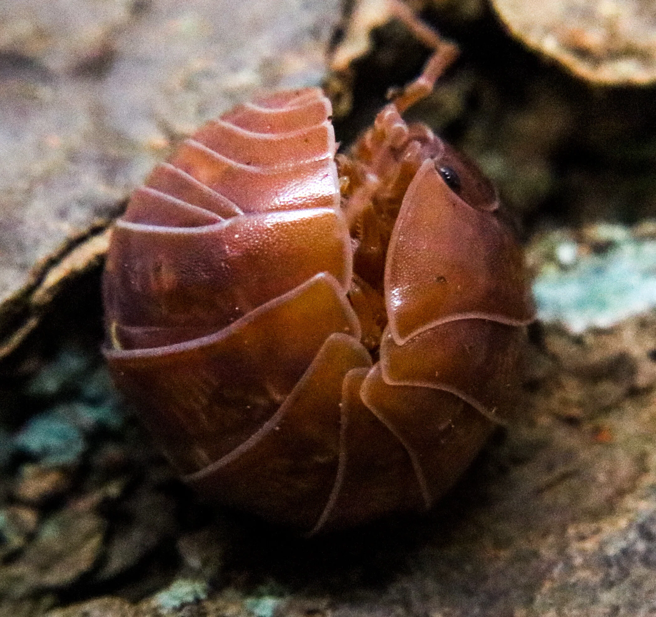 Armadillidium vulgare “Orange Vigor” - Image 2