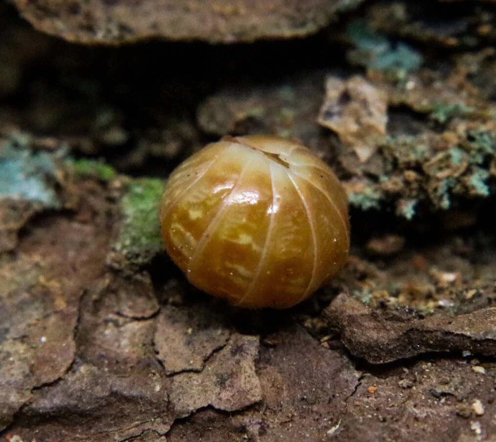 Armadillidium vulgare “Punta Cana” - Image 4