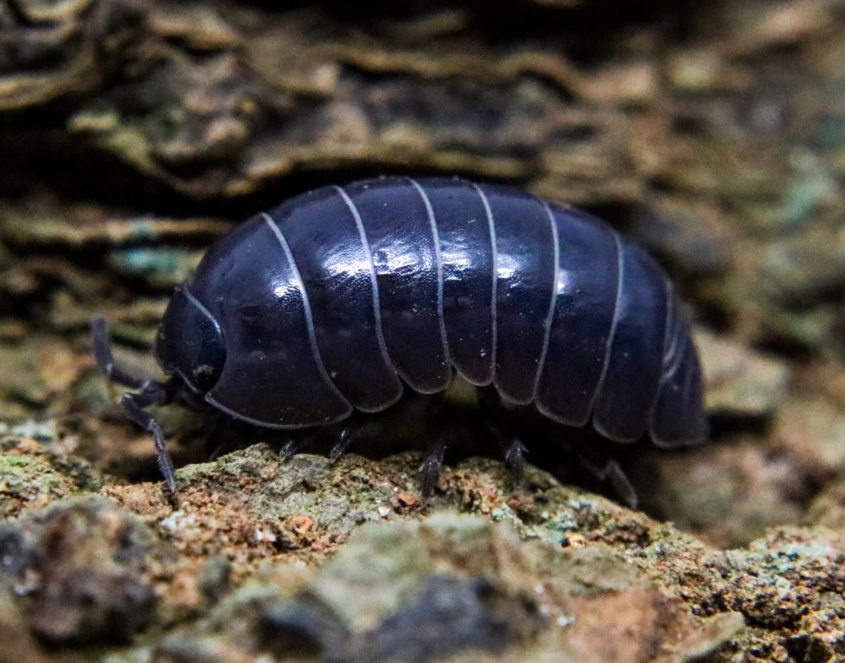 Armadillidium vulgare "Standard - Wild Type
