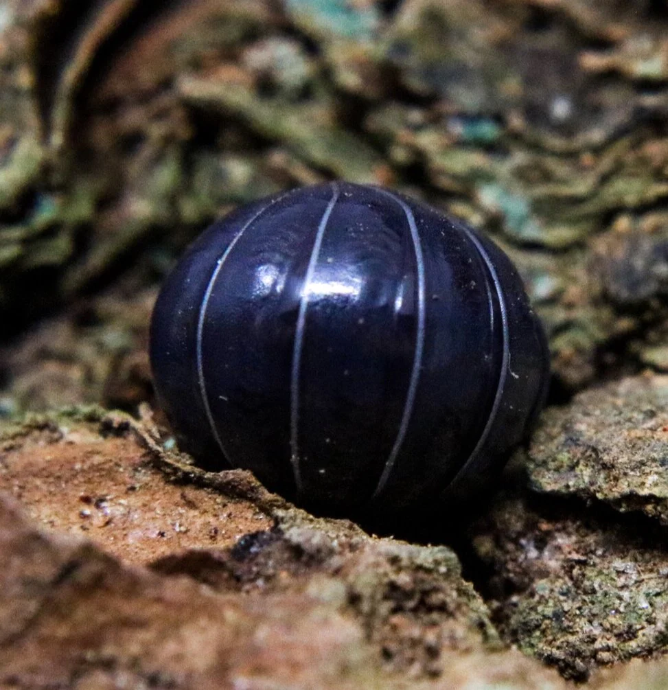 Armadillidium vulgare "Standard - Wild Type - Image 2