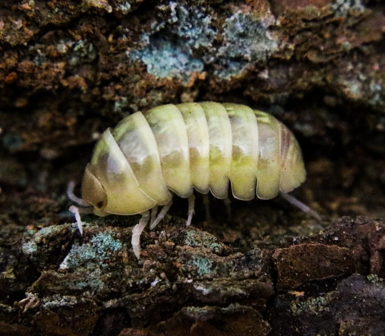 Armadillidium vulgare "T+ Albino"