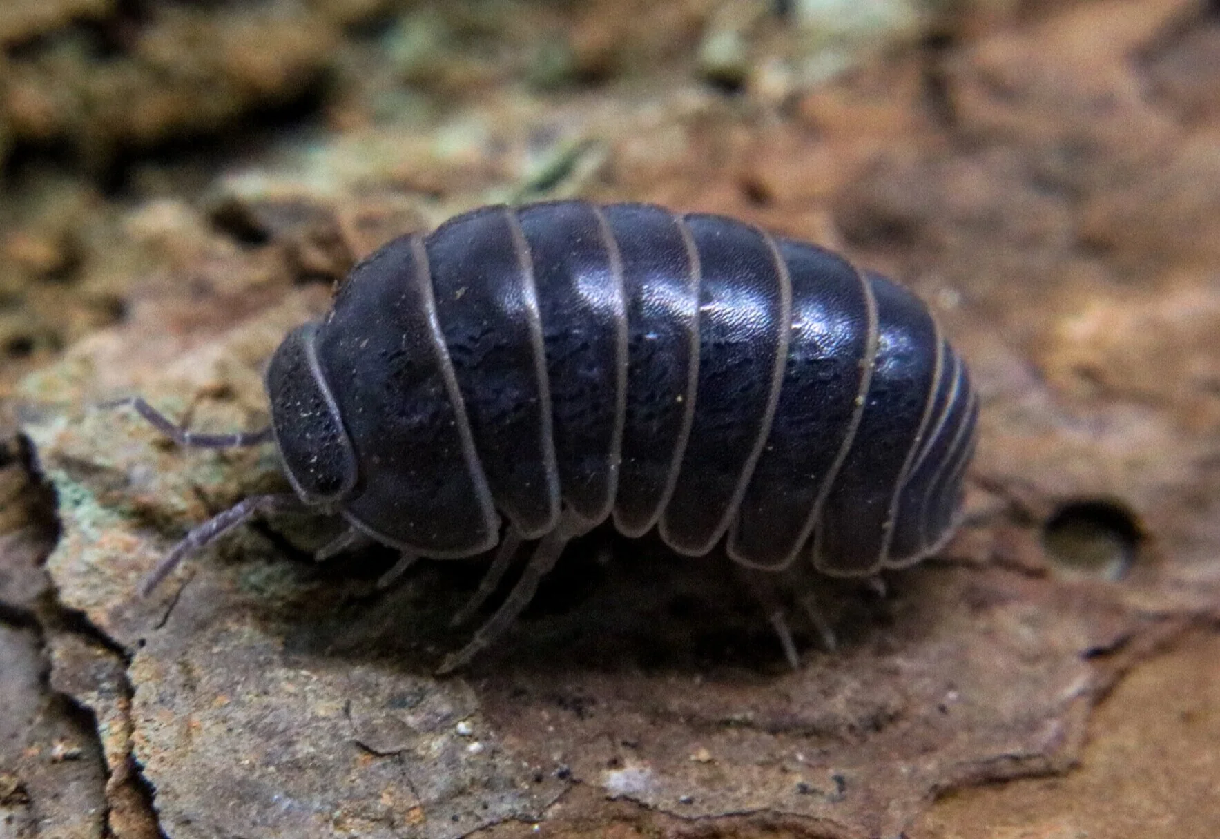 Armadillo officinalis