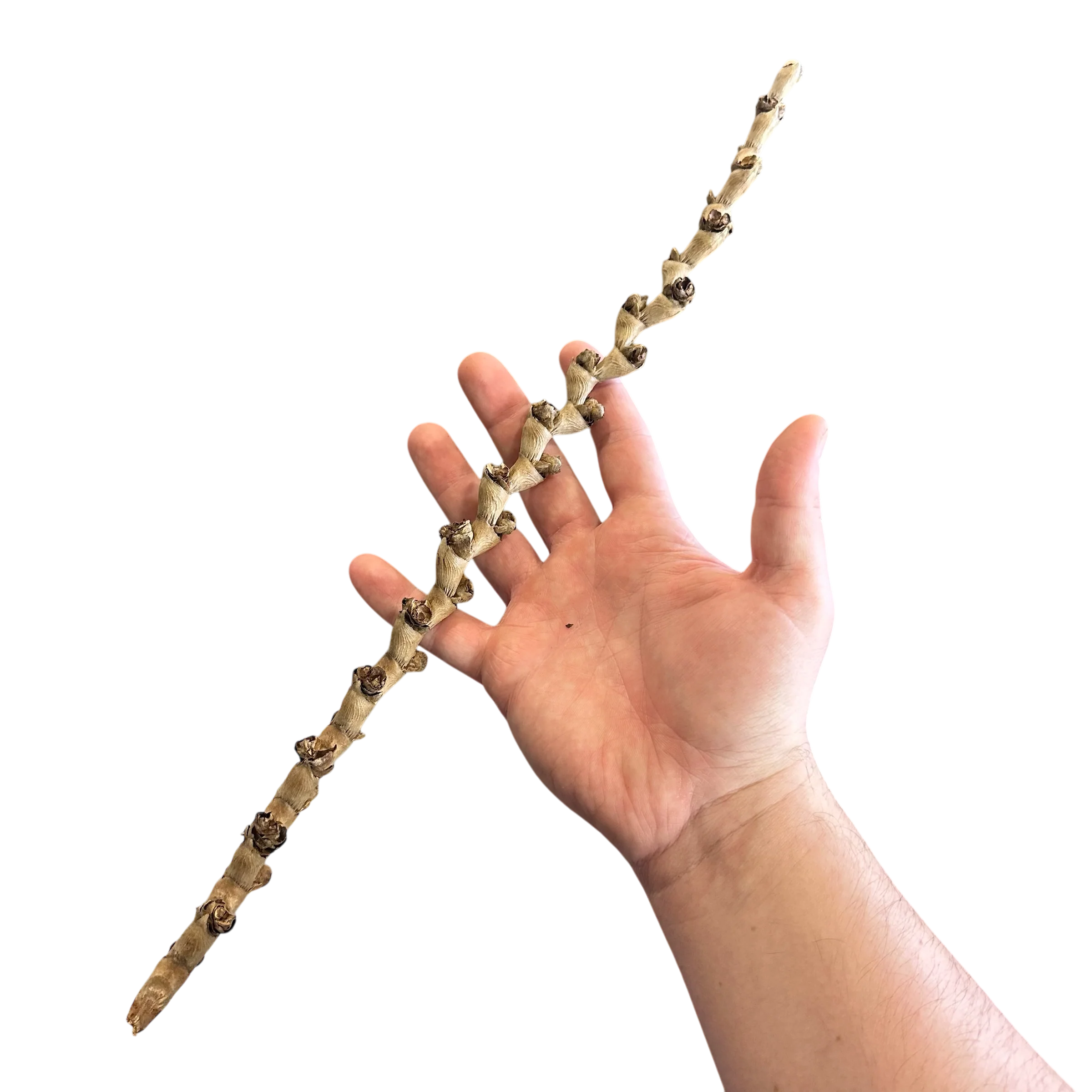 Banana Stick - Image 2