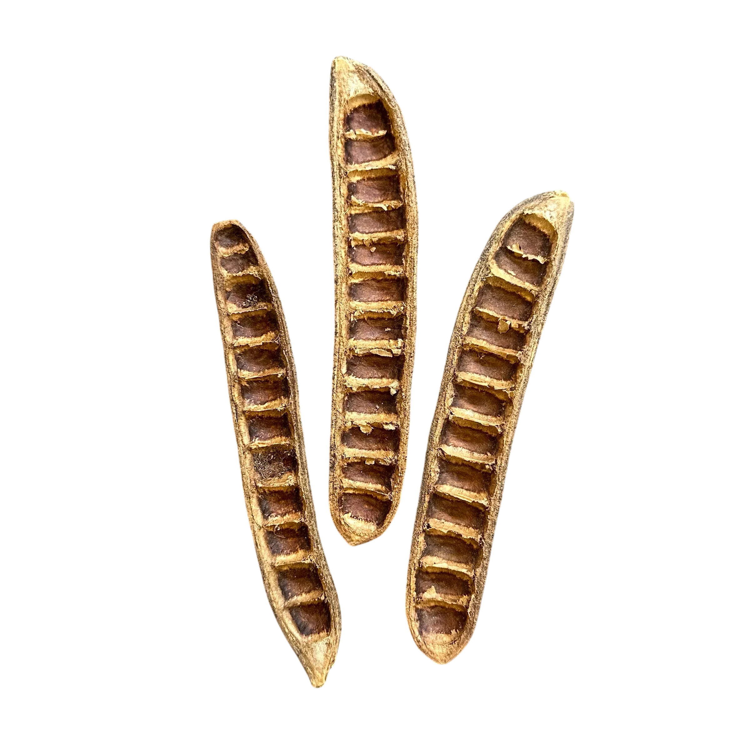 Bean Pods