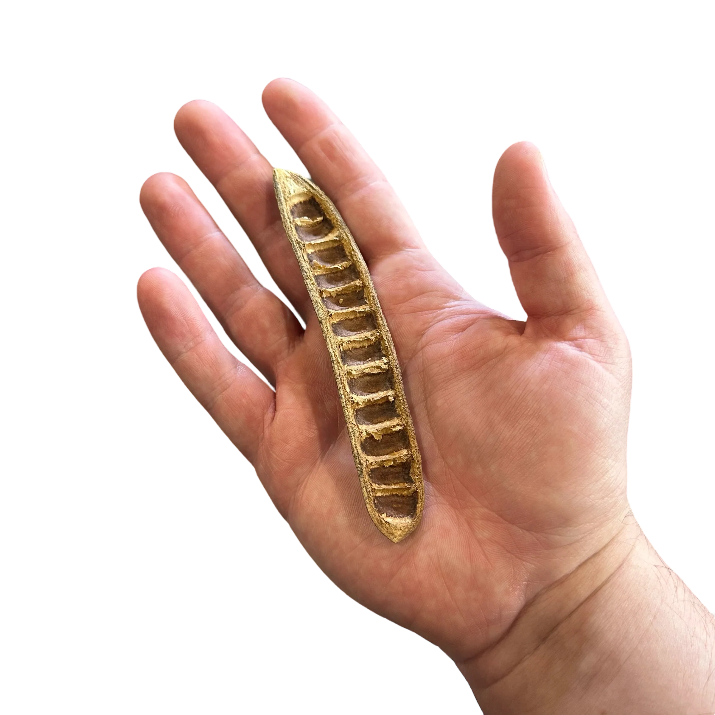 Bean Pods - Image 2