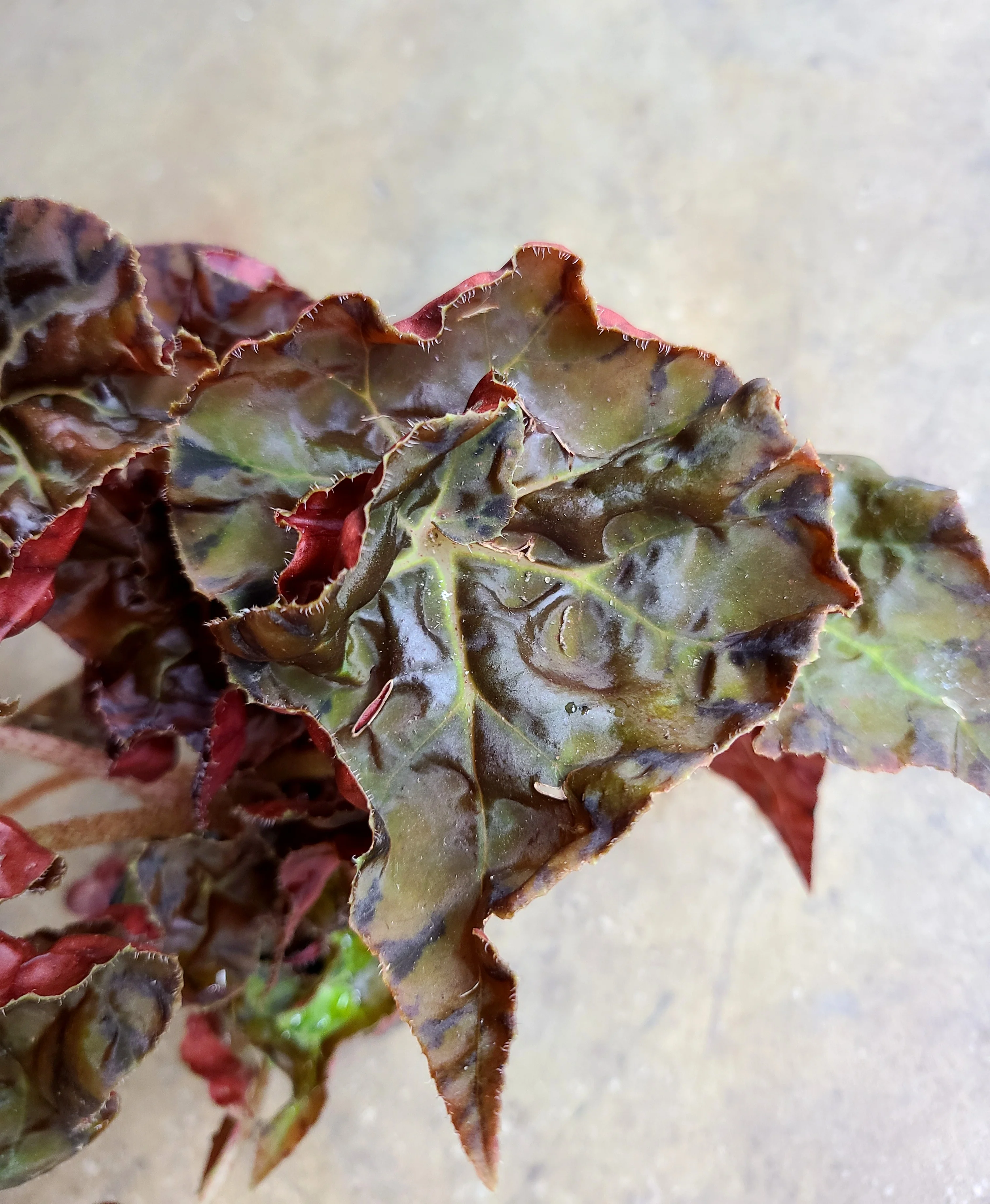 Begonia Autumn Crinkle - Image 2