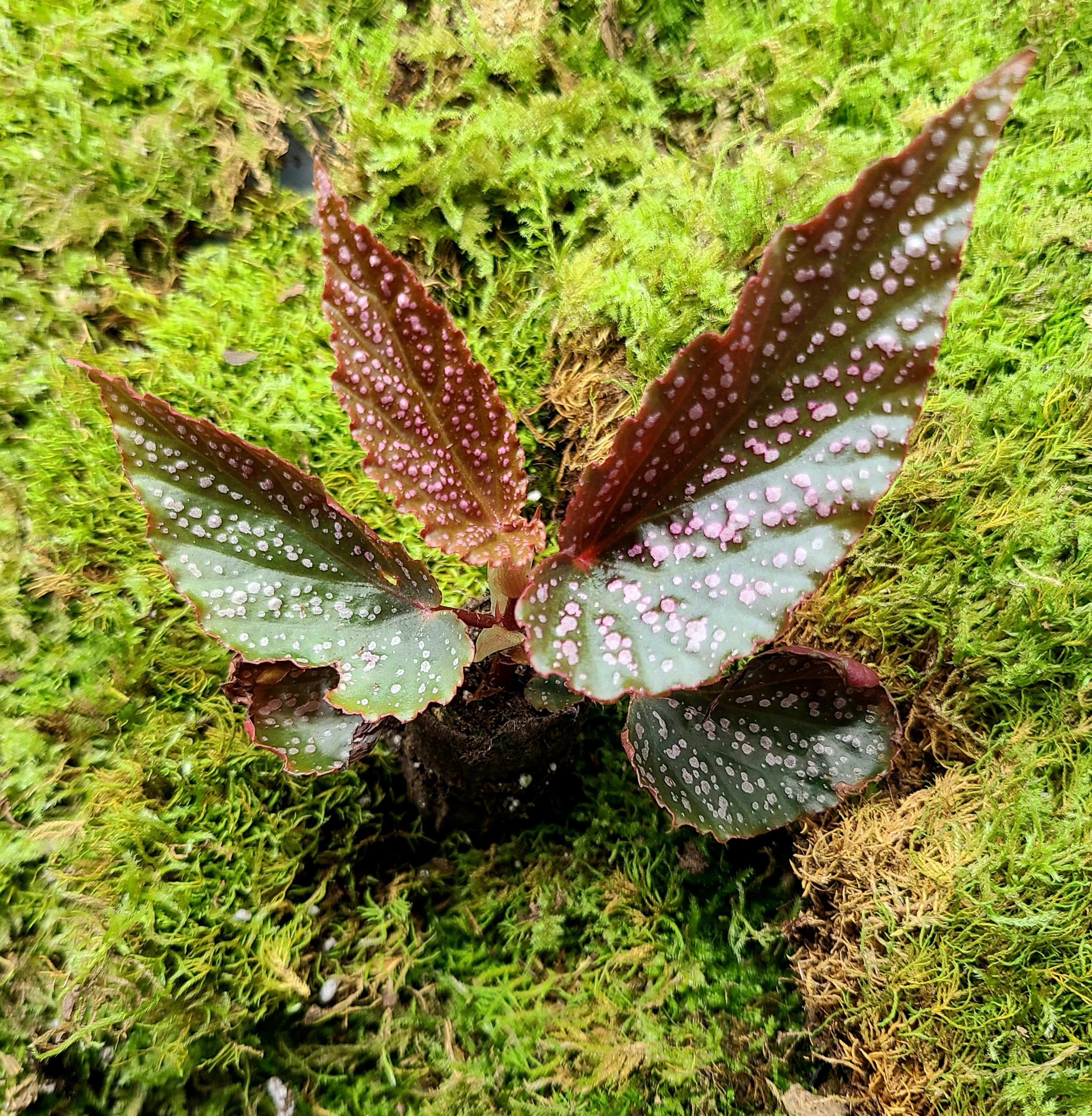 Begonia Benigo Pink - Image 3