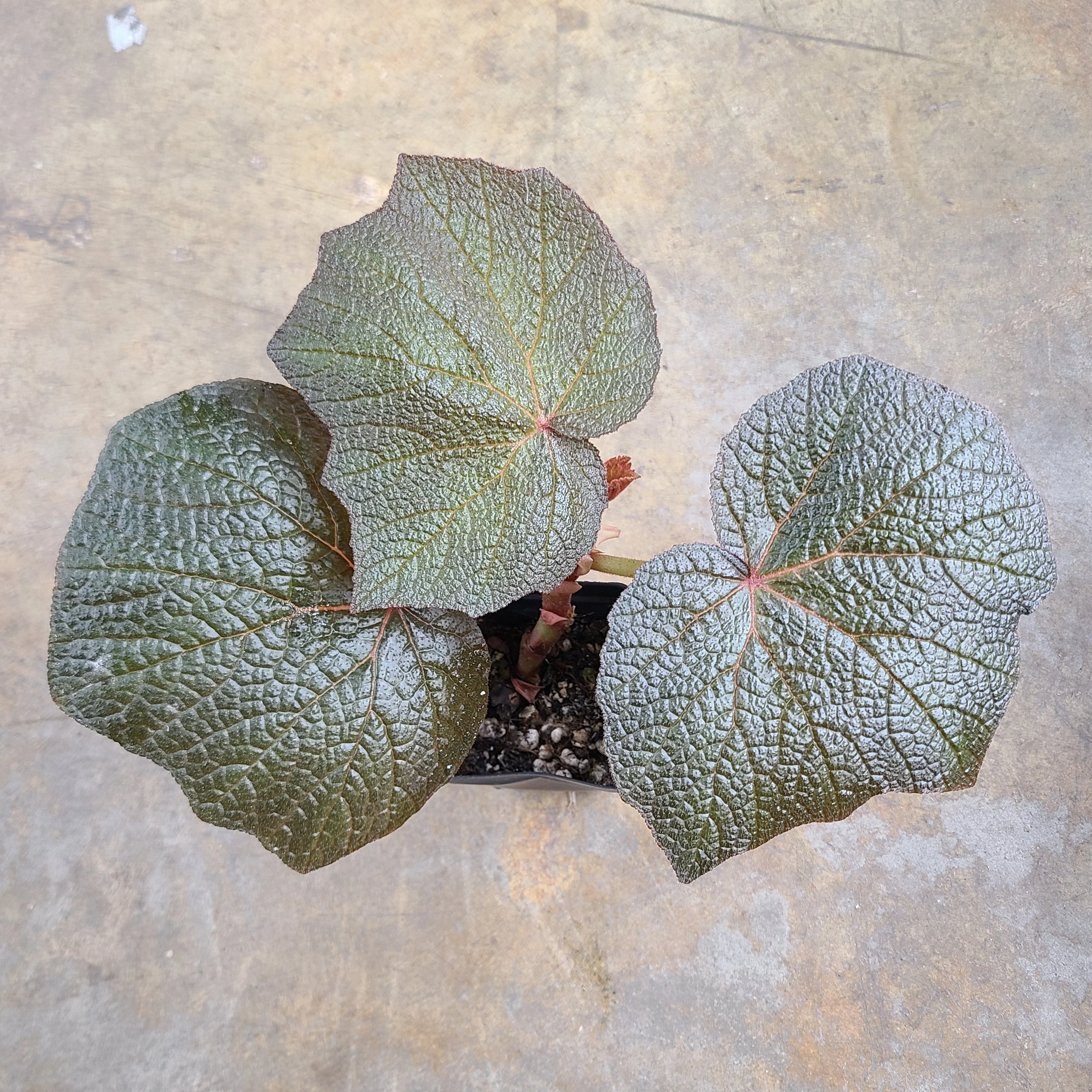 Begonia Boomer - Image 2