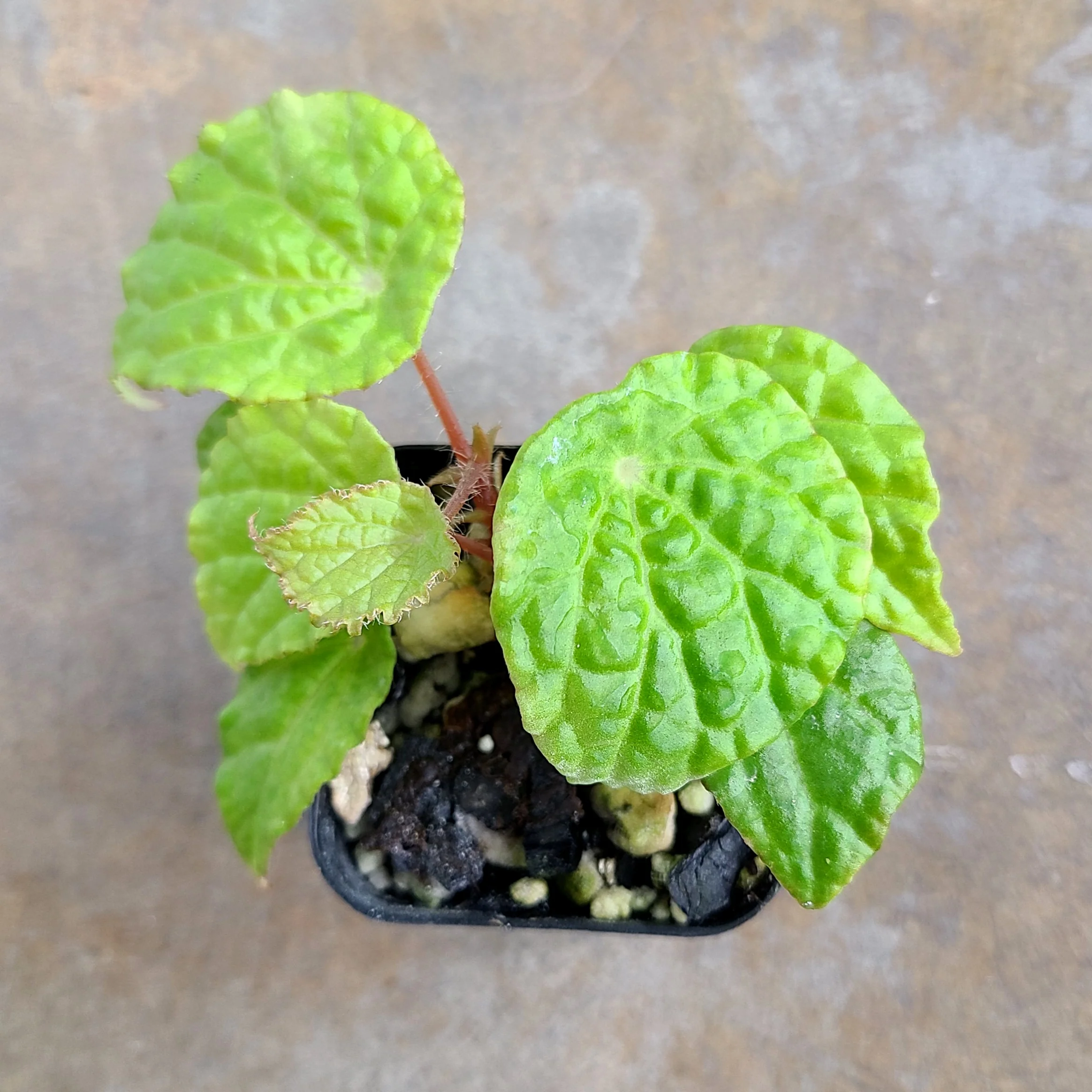 Begonia “Buttercup” (microsperma x prismatocarpa)
