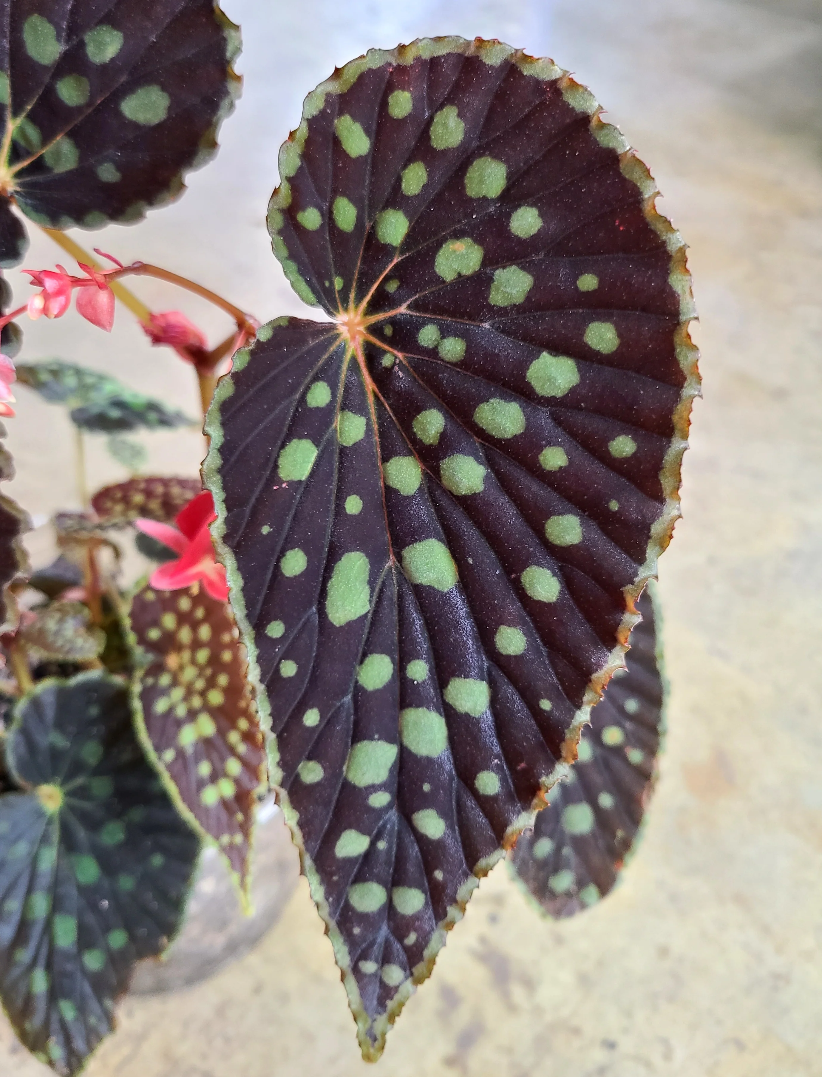Begonia chlorosticta "Red Form" - Image 3