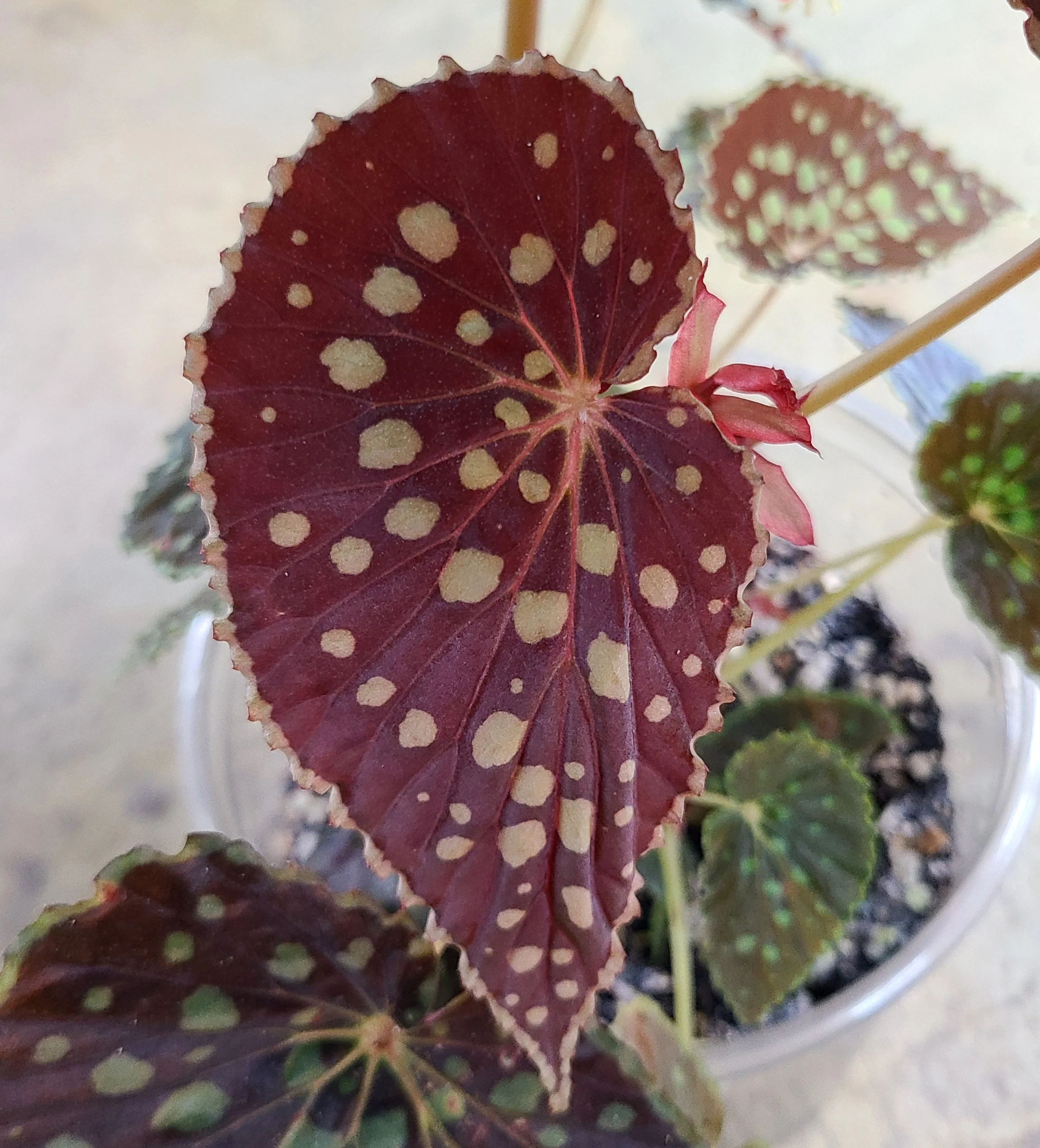 Begonia chlorosticta "Red Form" - Image 4