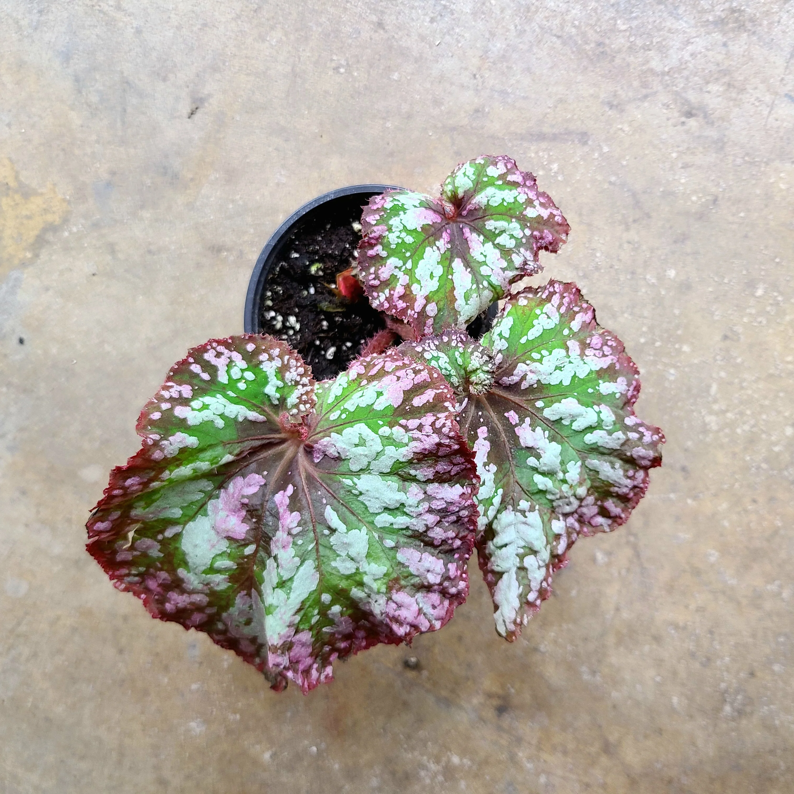 Begonia Confetti
