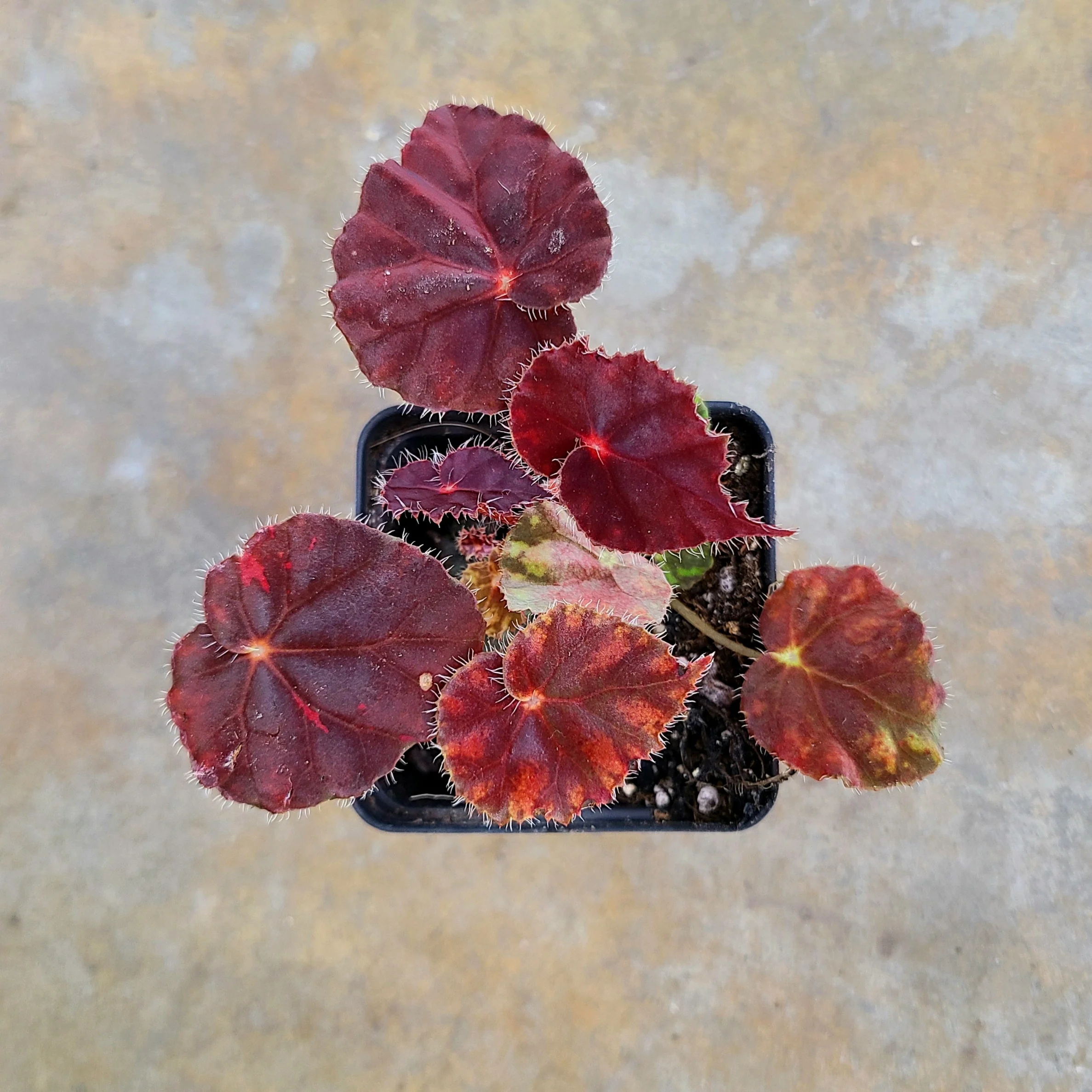 Begonia Copper Sunset