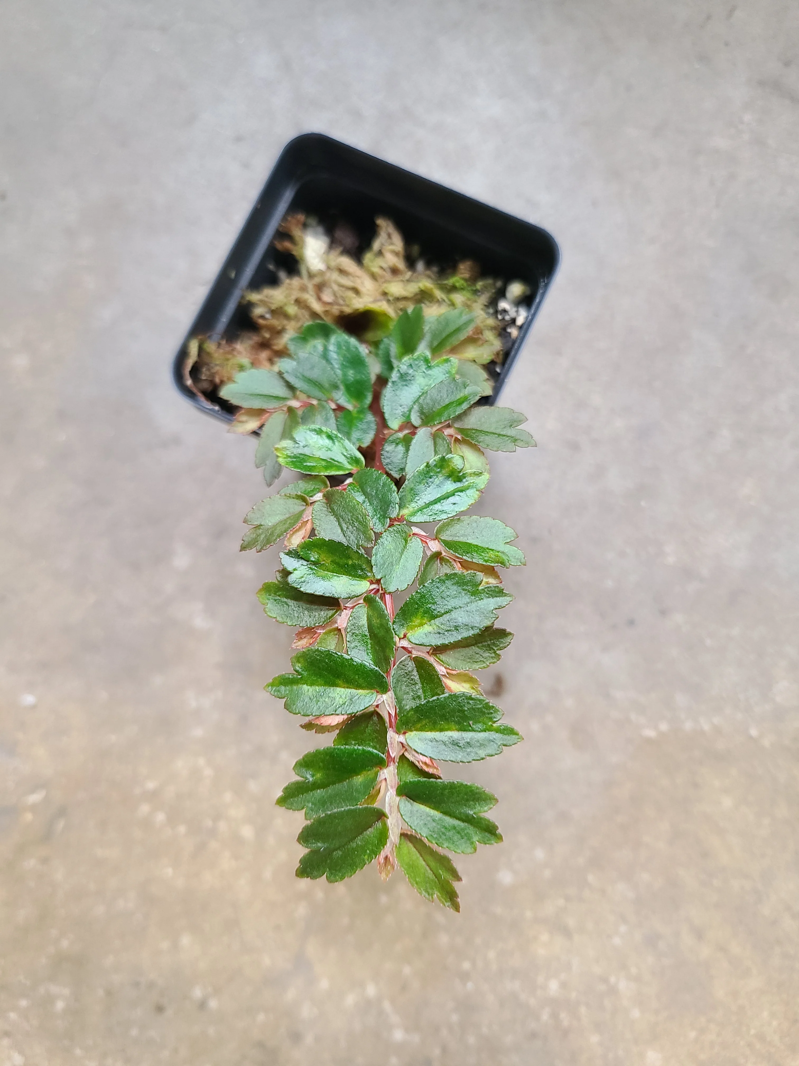 Begonia foliosa