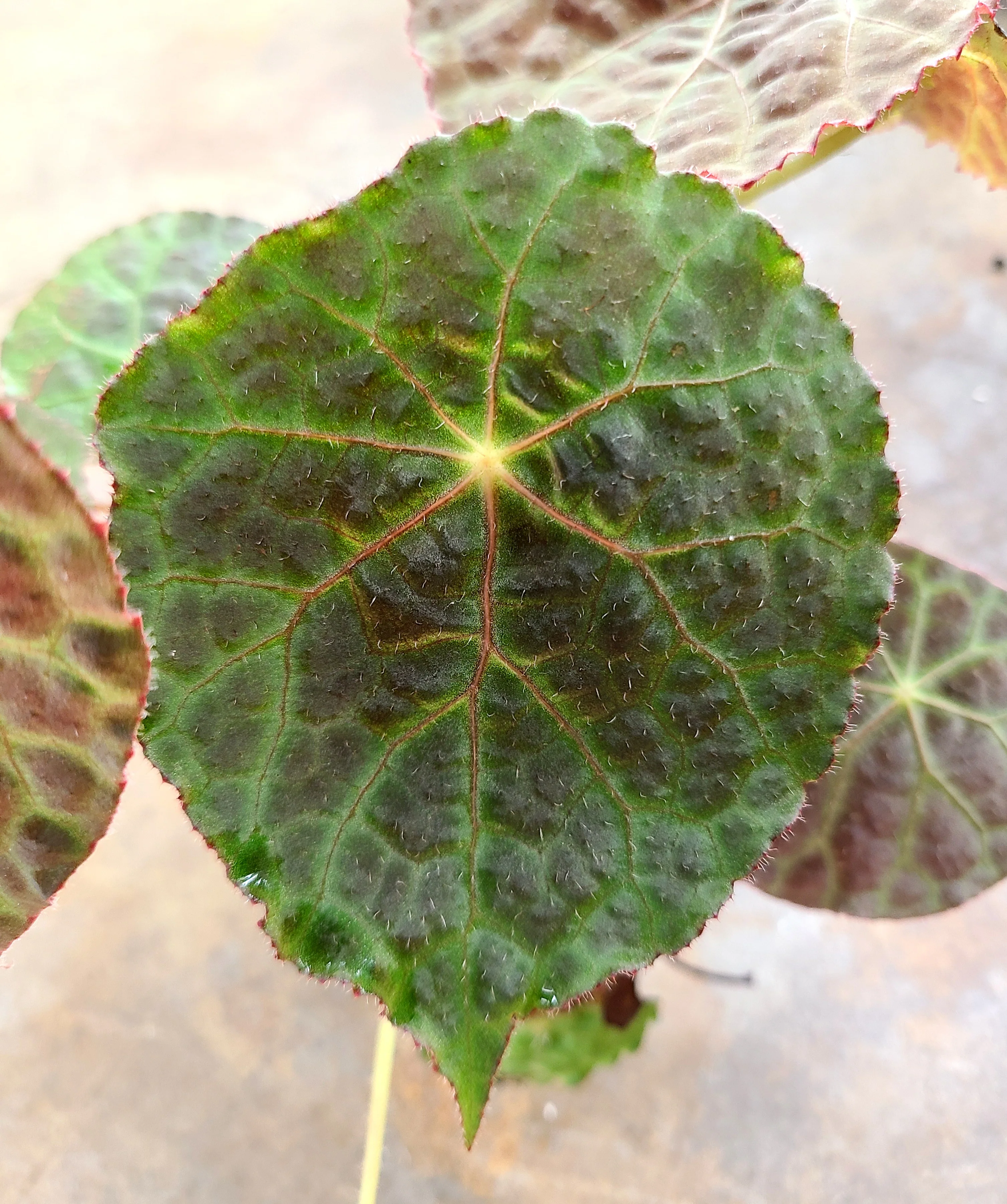 Begonia goegoensis - Image 3