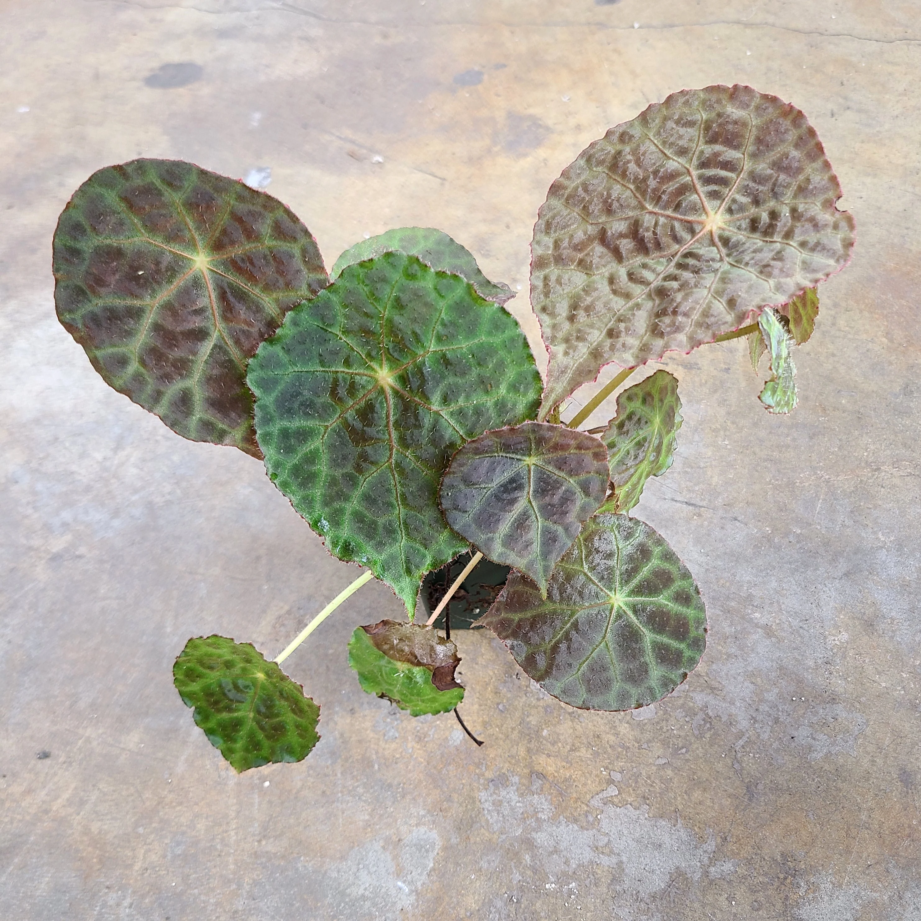 Begonia goegoensis - Image 4