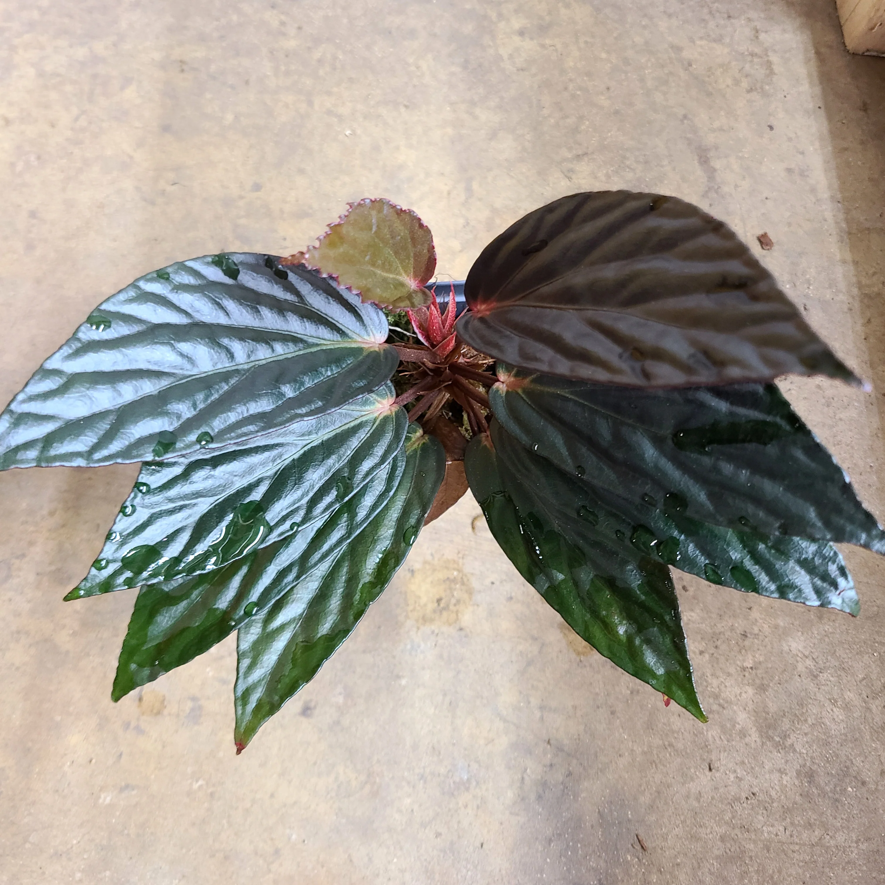 Begonia hatacoa var. rubrifolia - Image 2