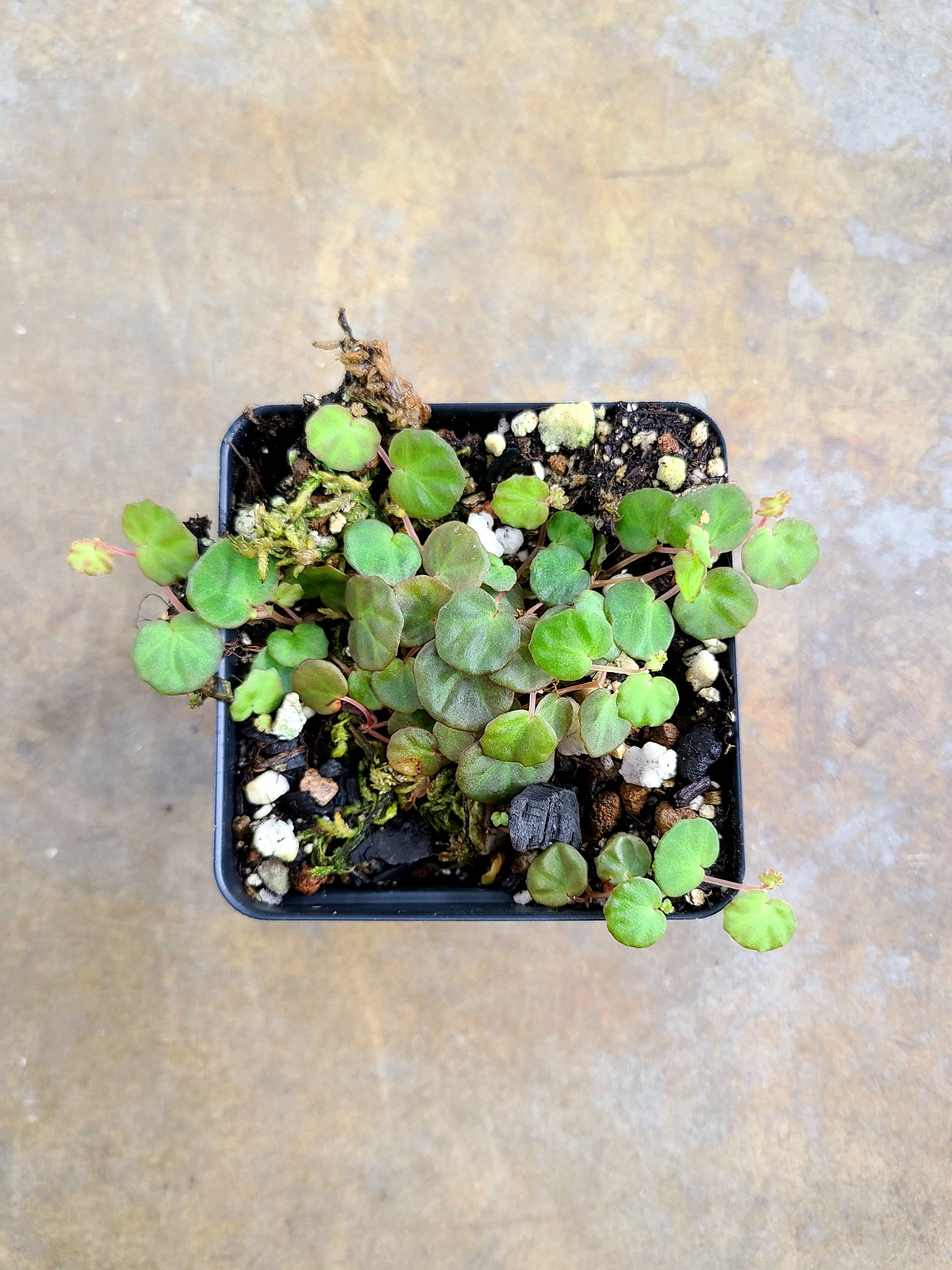 Begonia lichenora