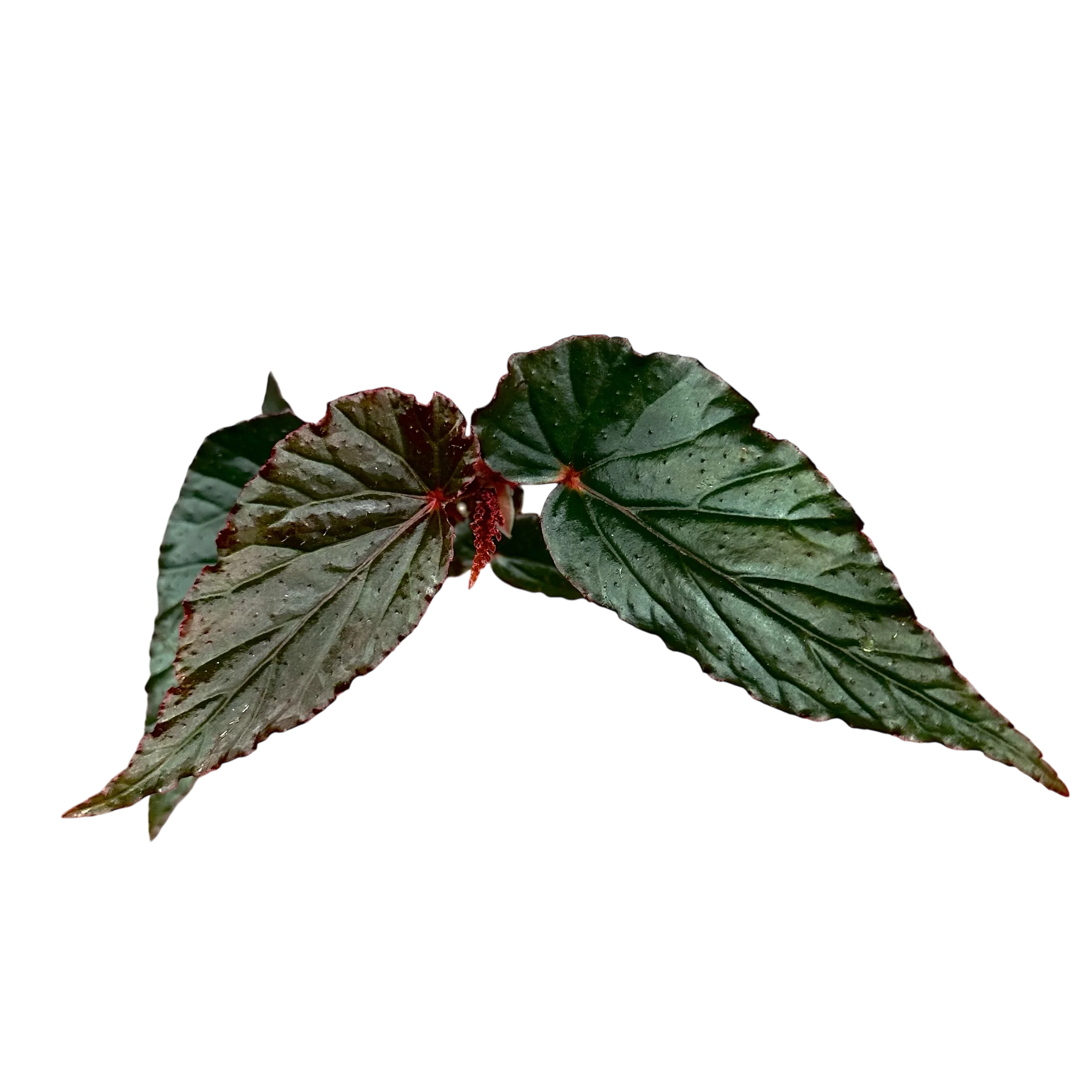 Begonia “Lynda Dawn”