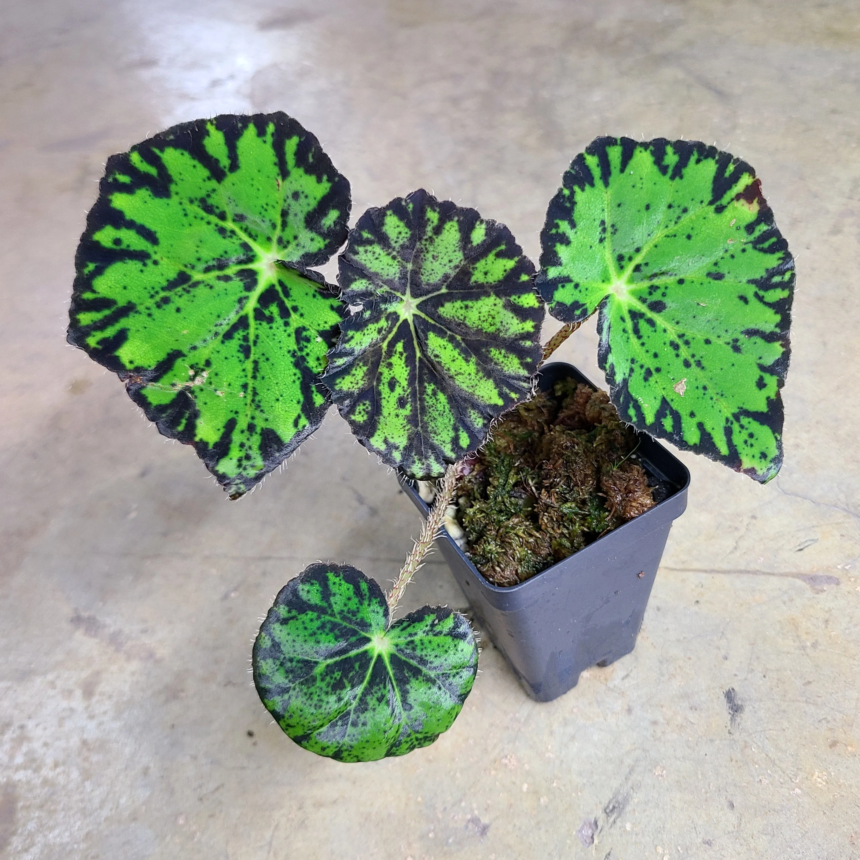 Begonia Persian Brocade - Image 2