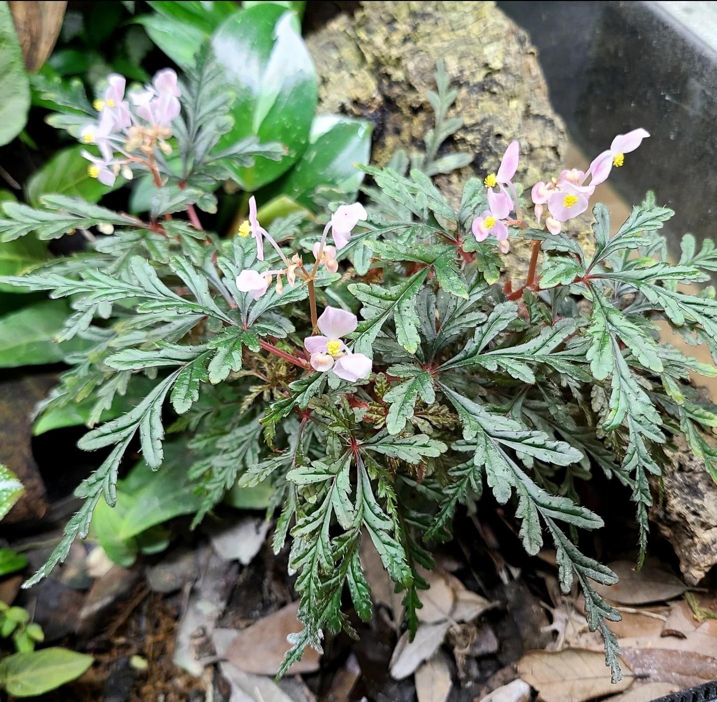 Begonia polliloensis - Image 3