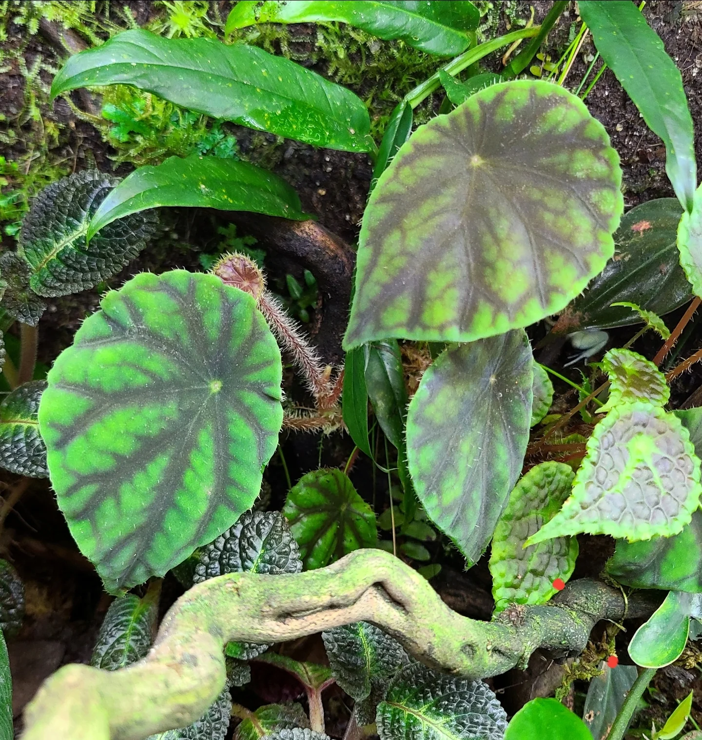 Begonia quadrialata subsp. nimbaensis - Image 3