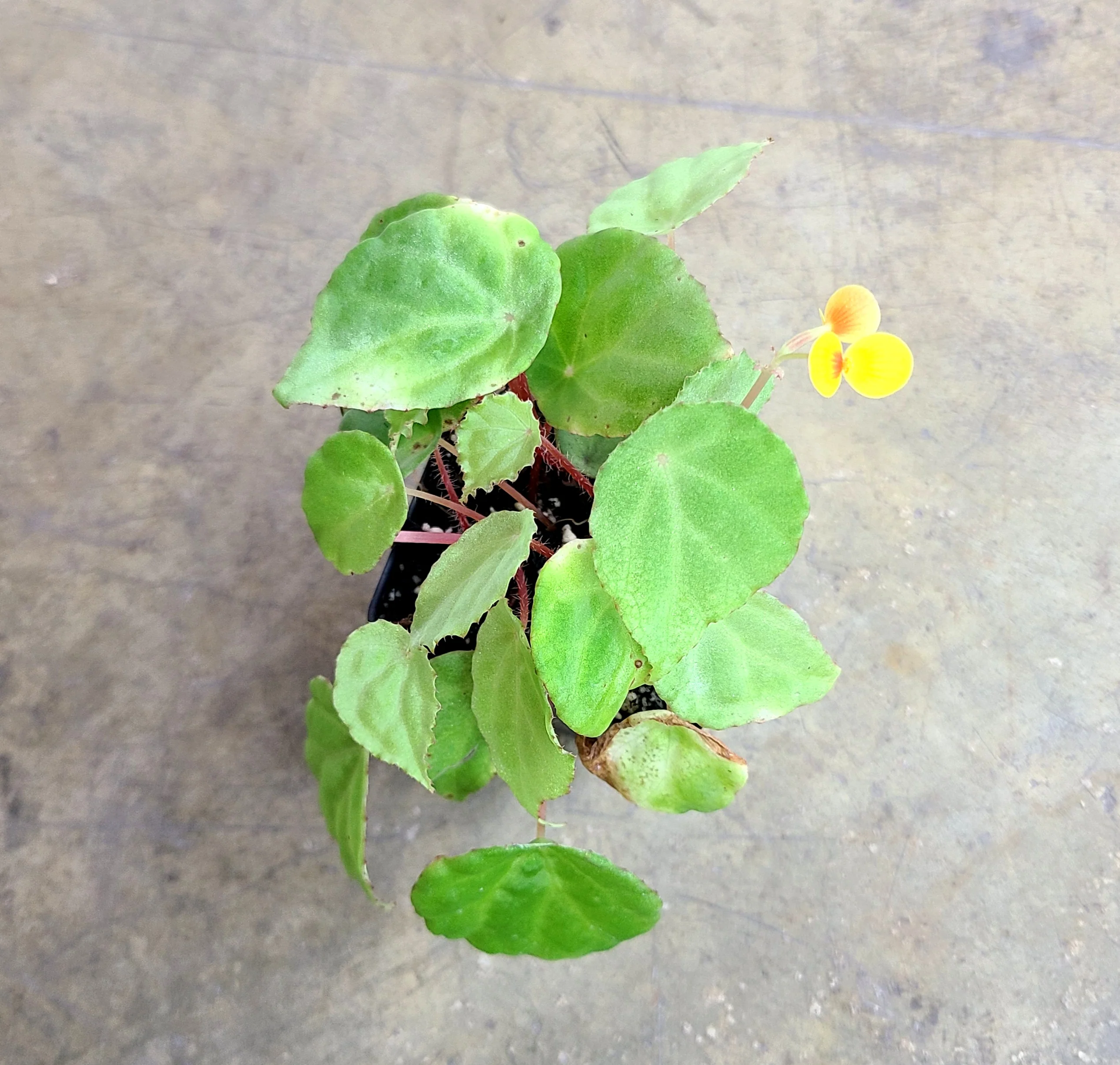 Begonia scutifolia